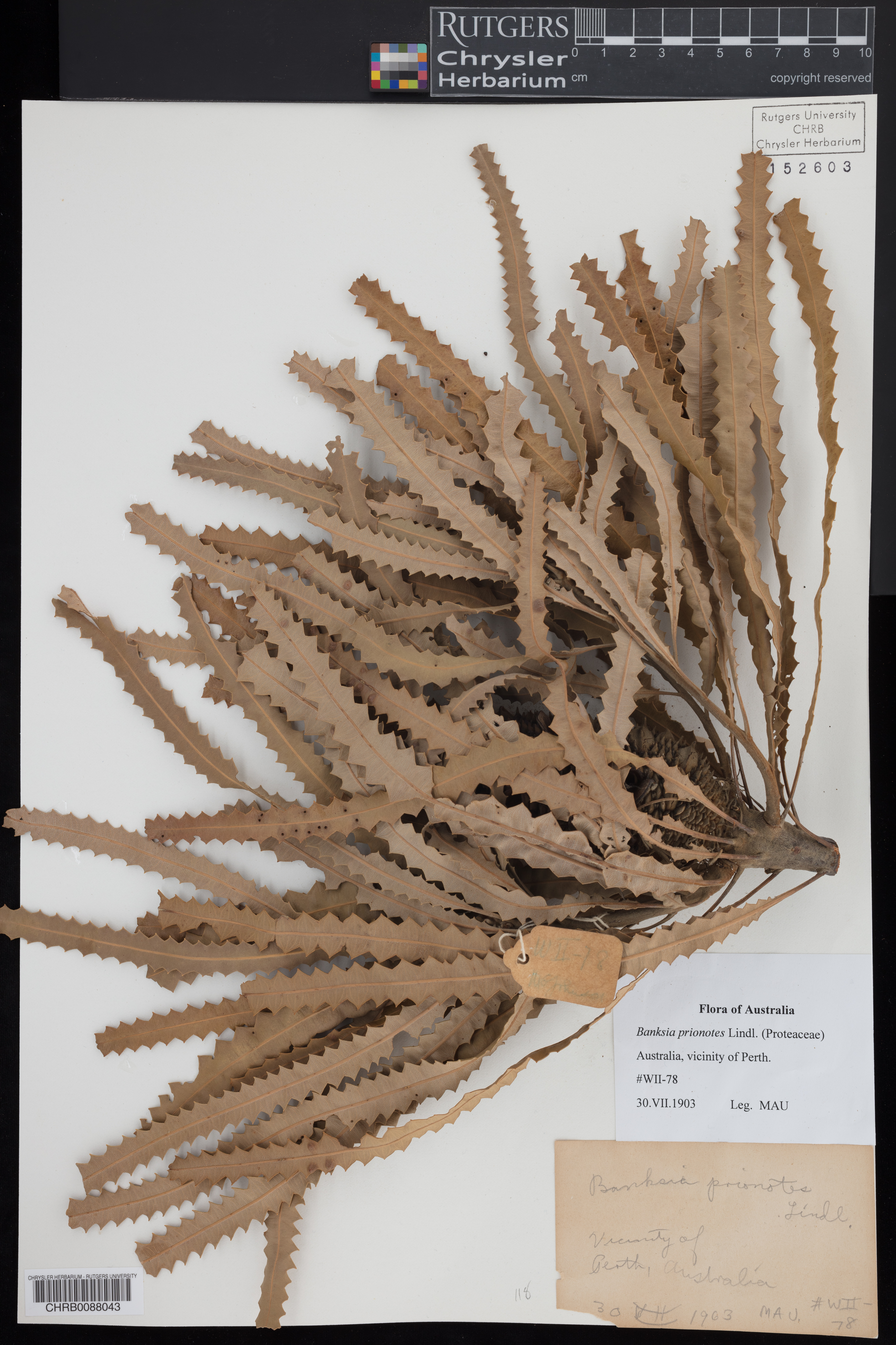 Banksia prionotes image
