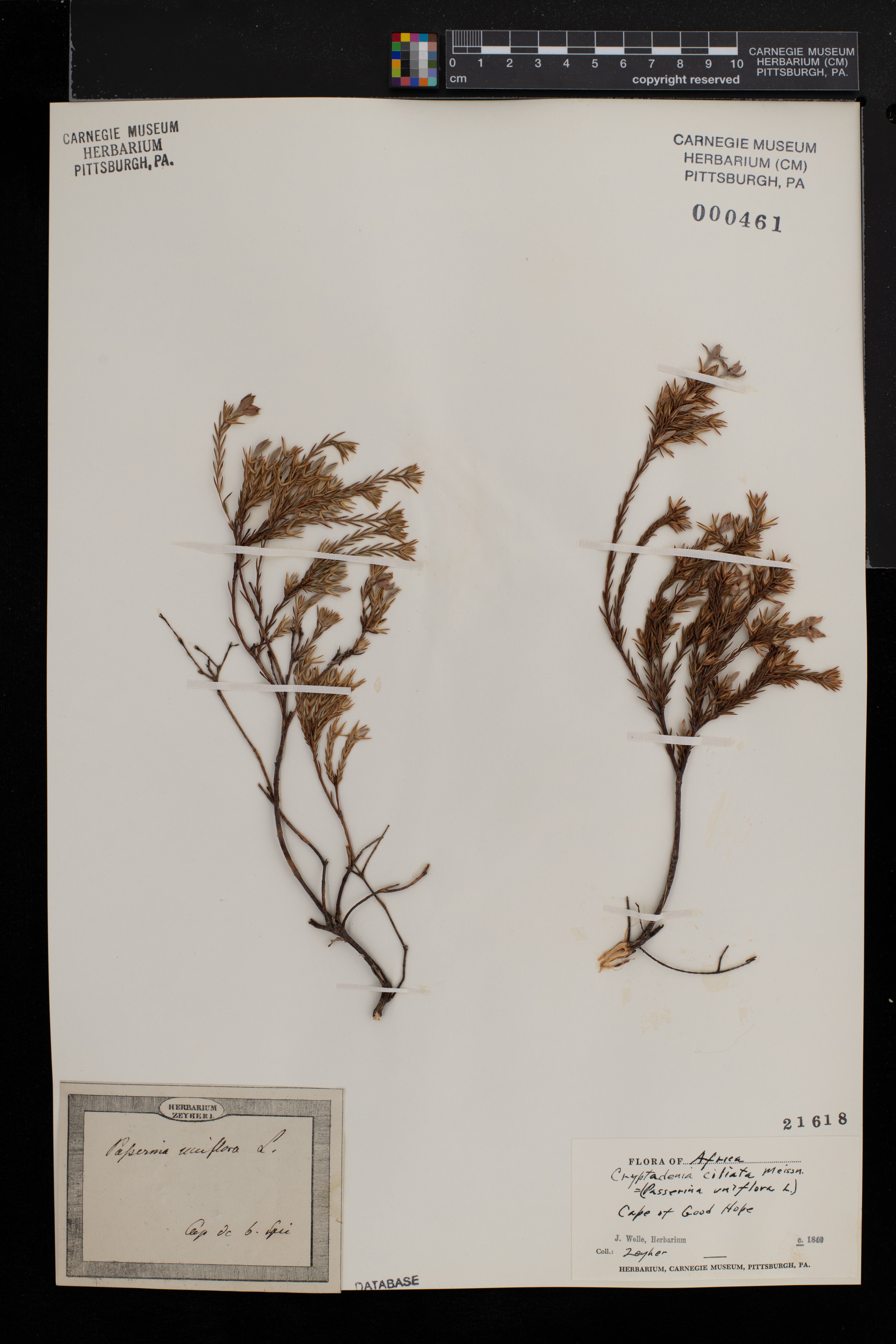Lachnaea uniflora image