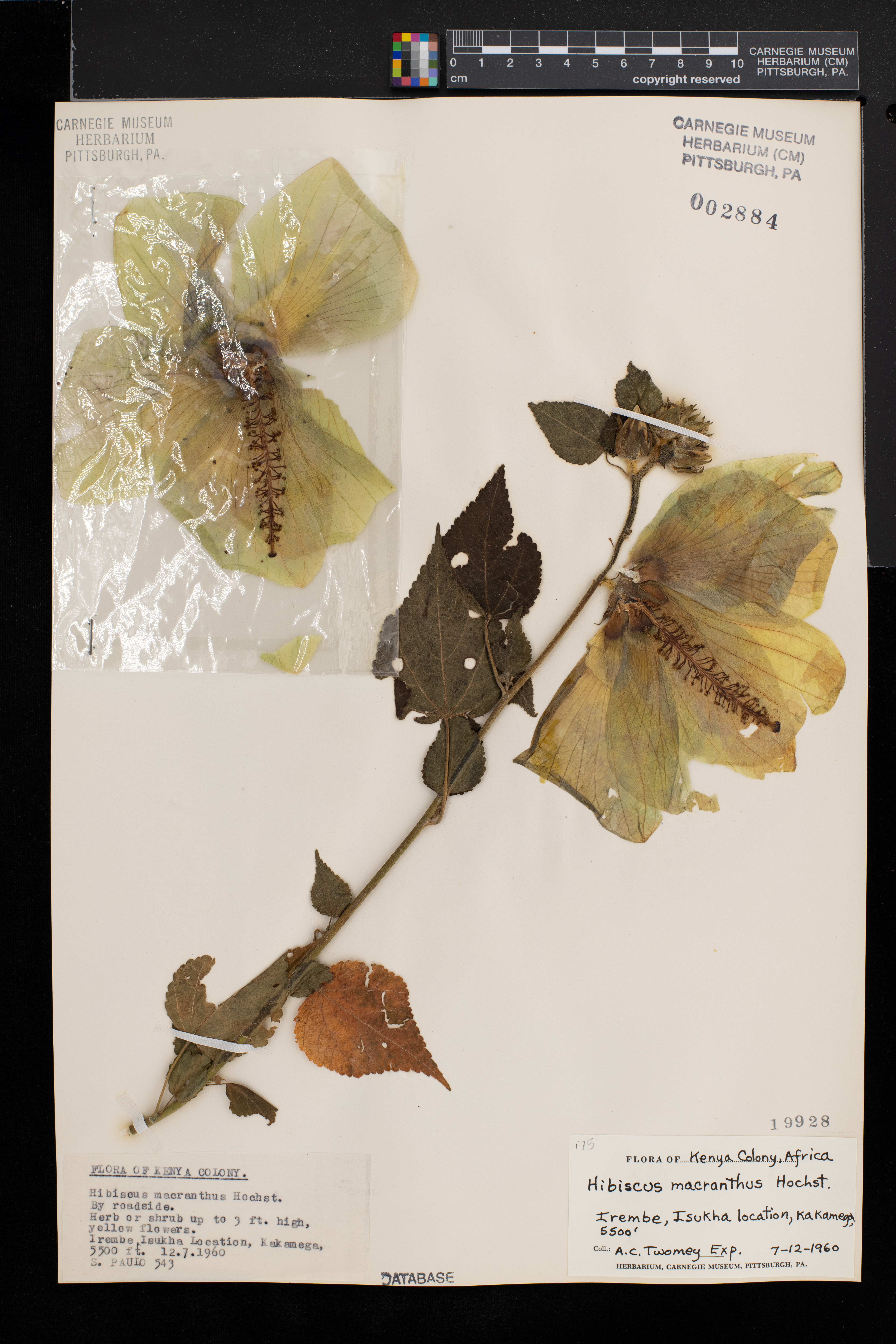 Hibiscus macranthus image