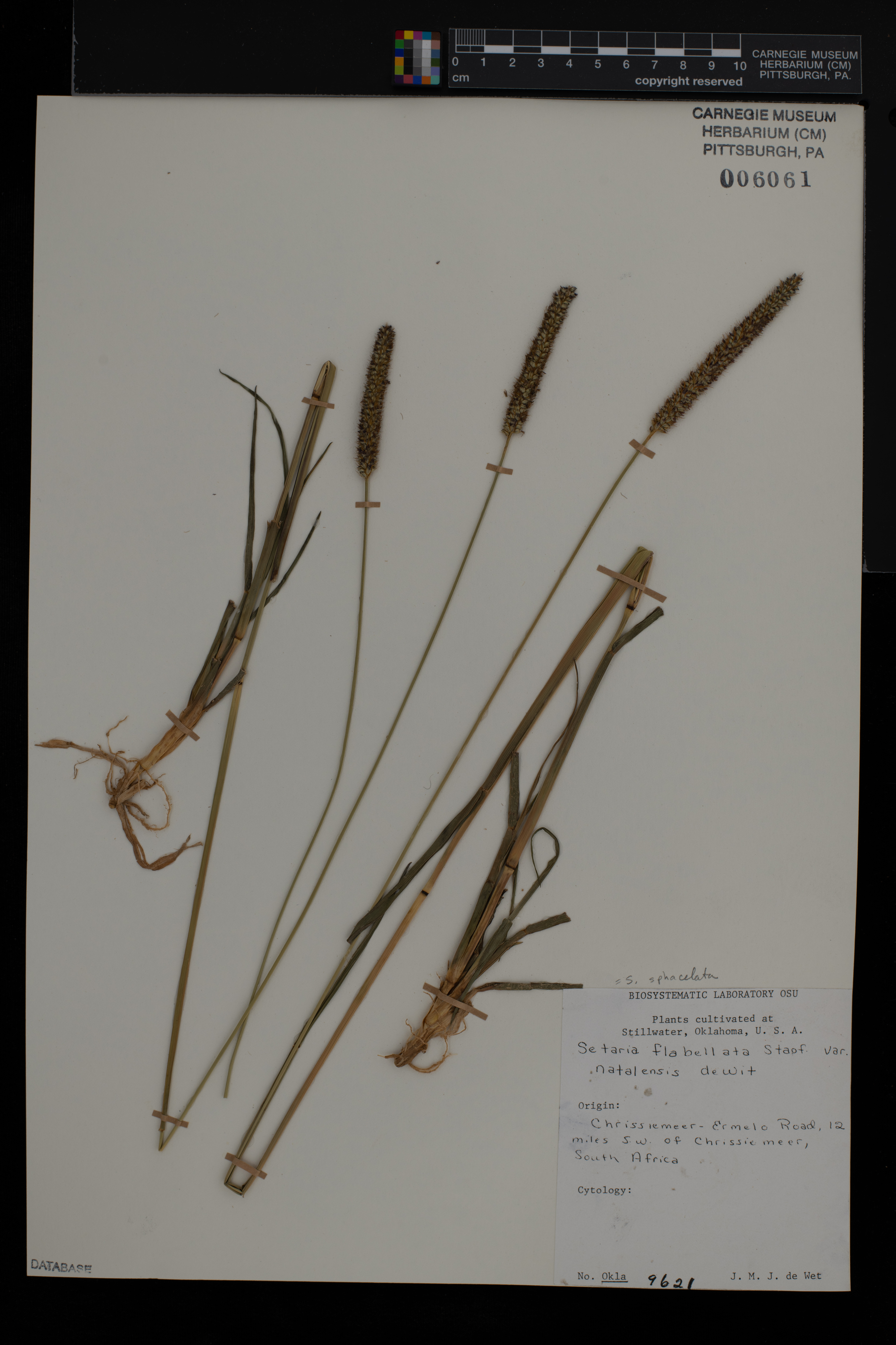 Setaria sphacelata image
