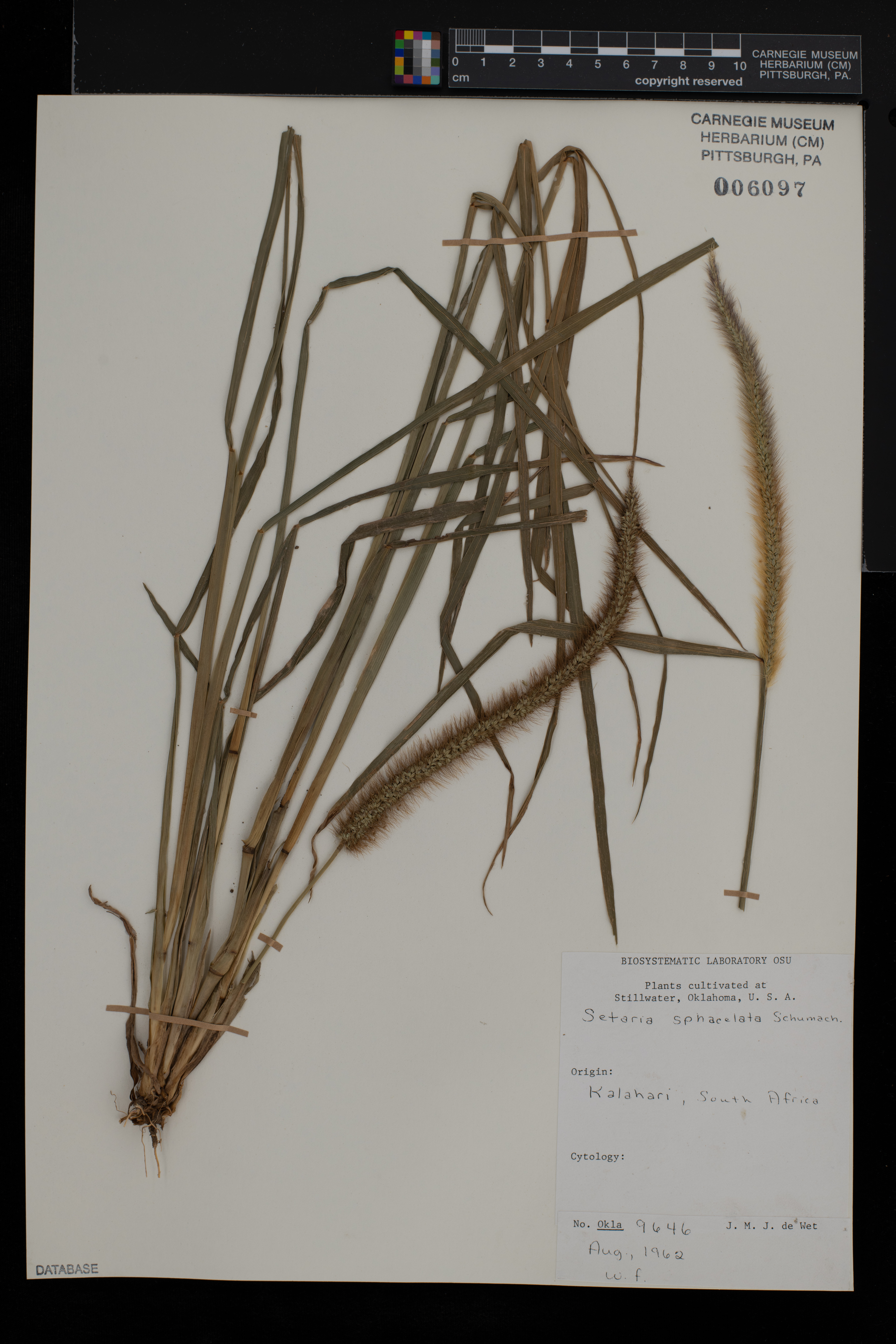 Setaria sphacelata image