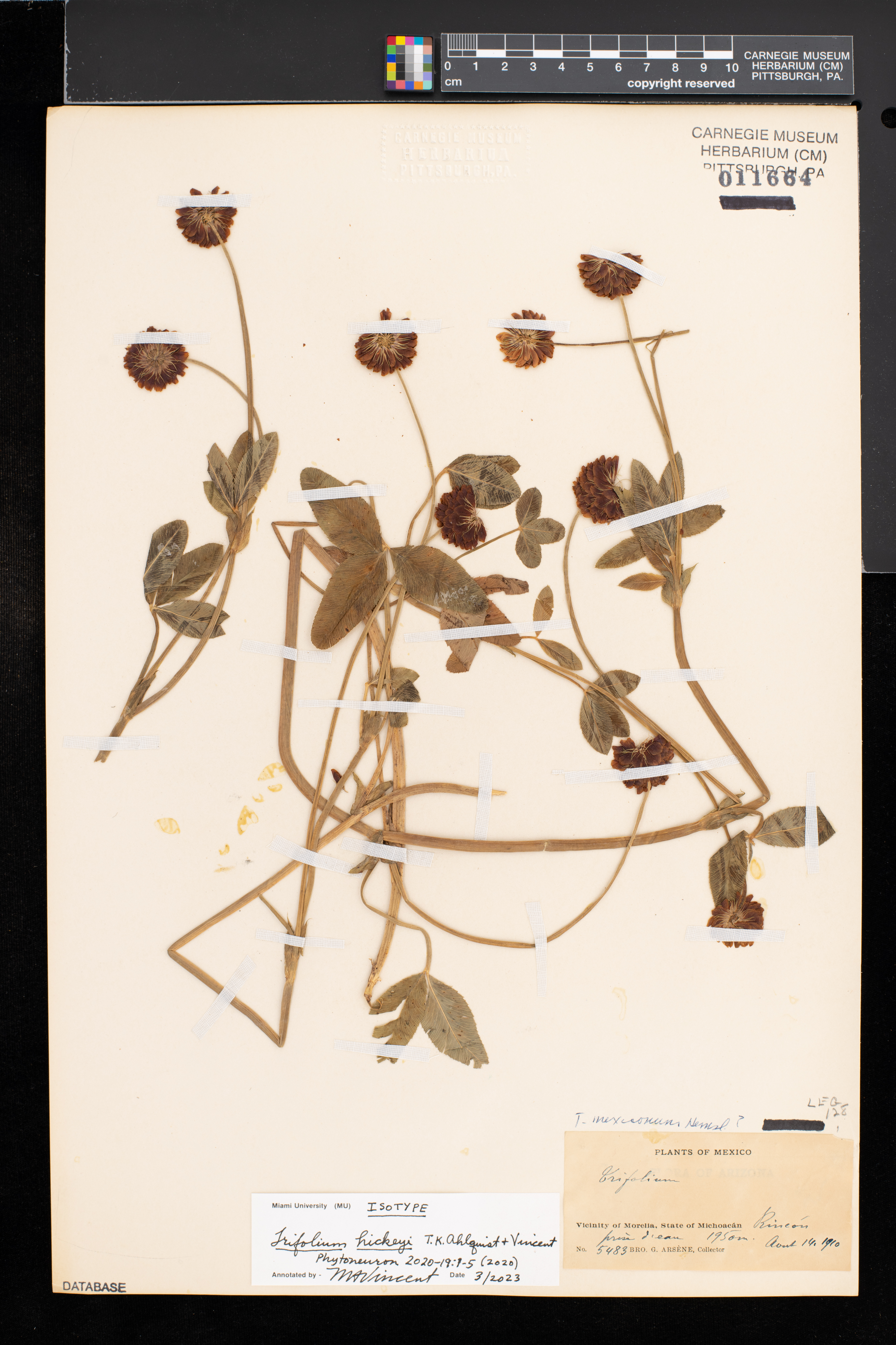 Trifolium hickeyi image