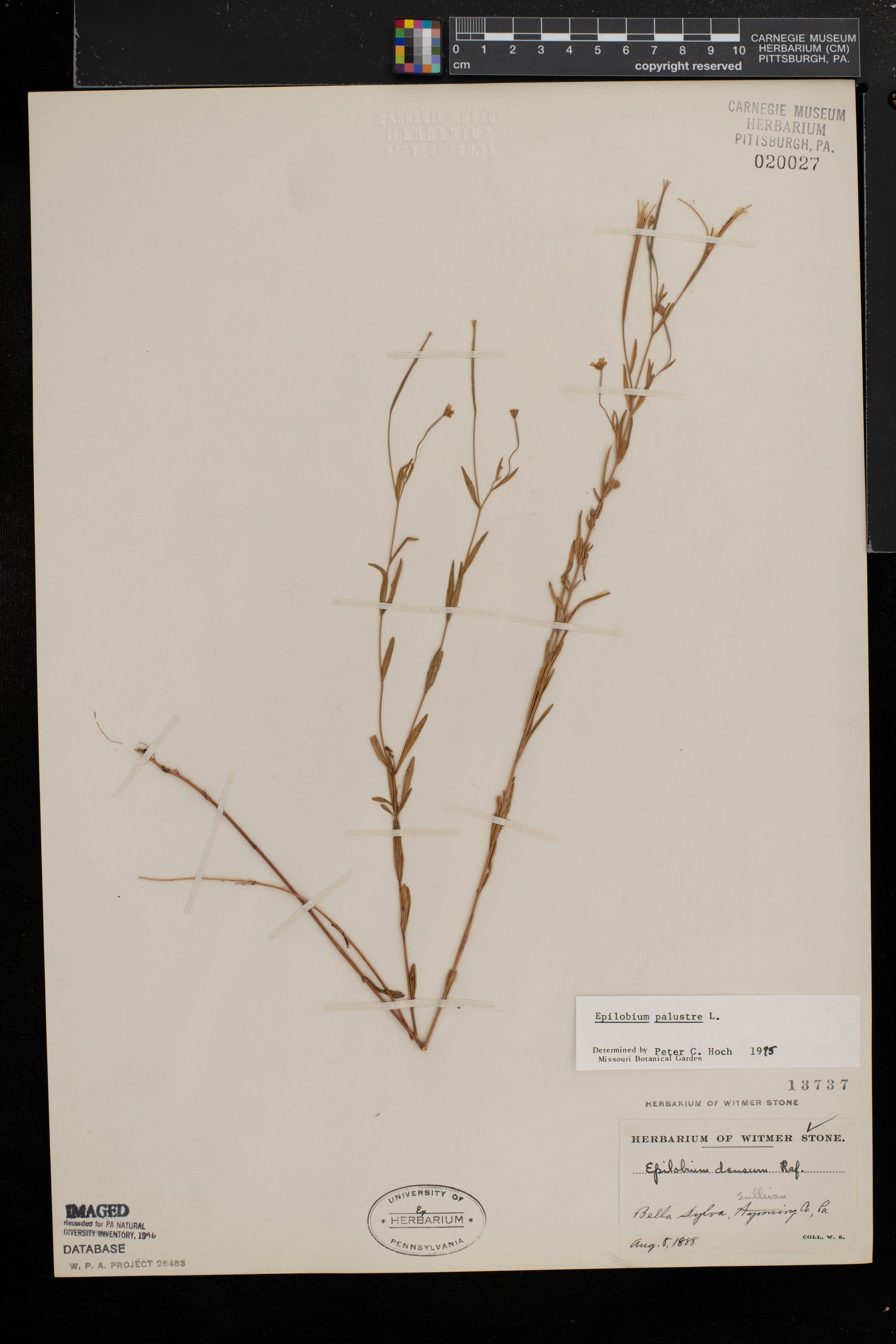 Epilobium palustre image