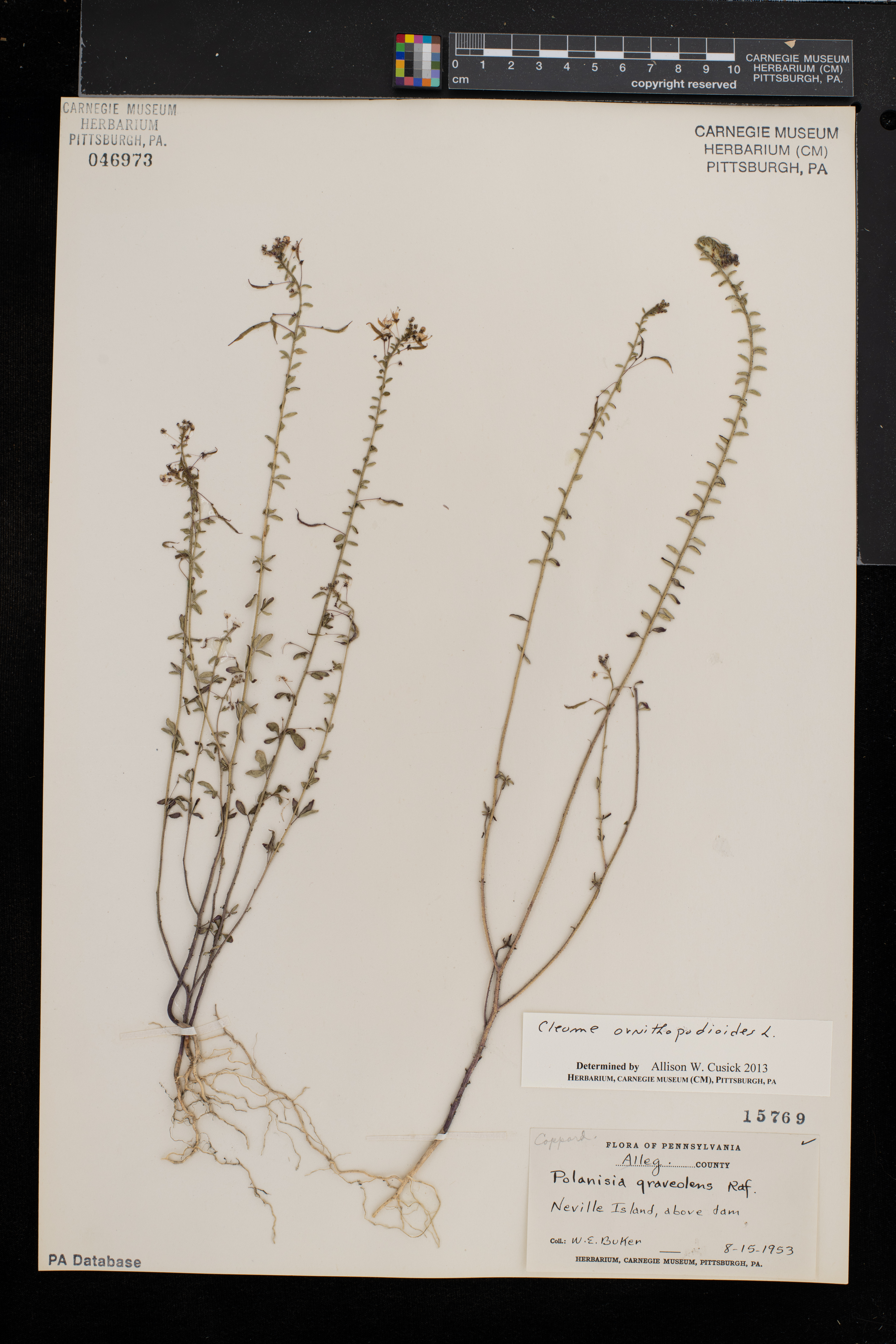 Cleome ornithopodioides image