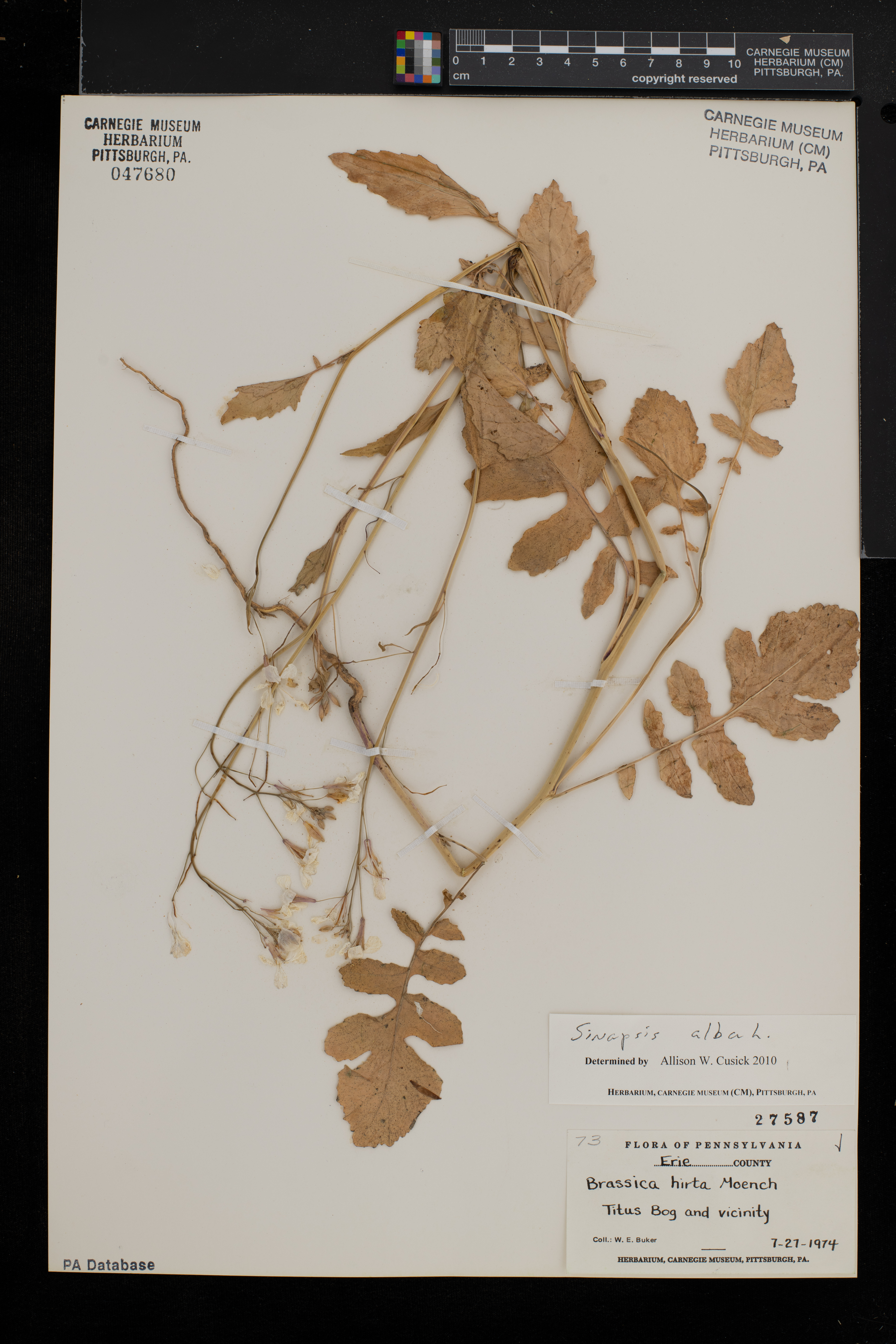 Sinapis alba image
