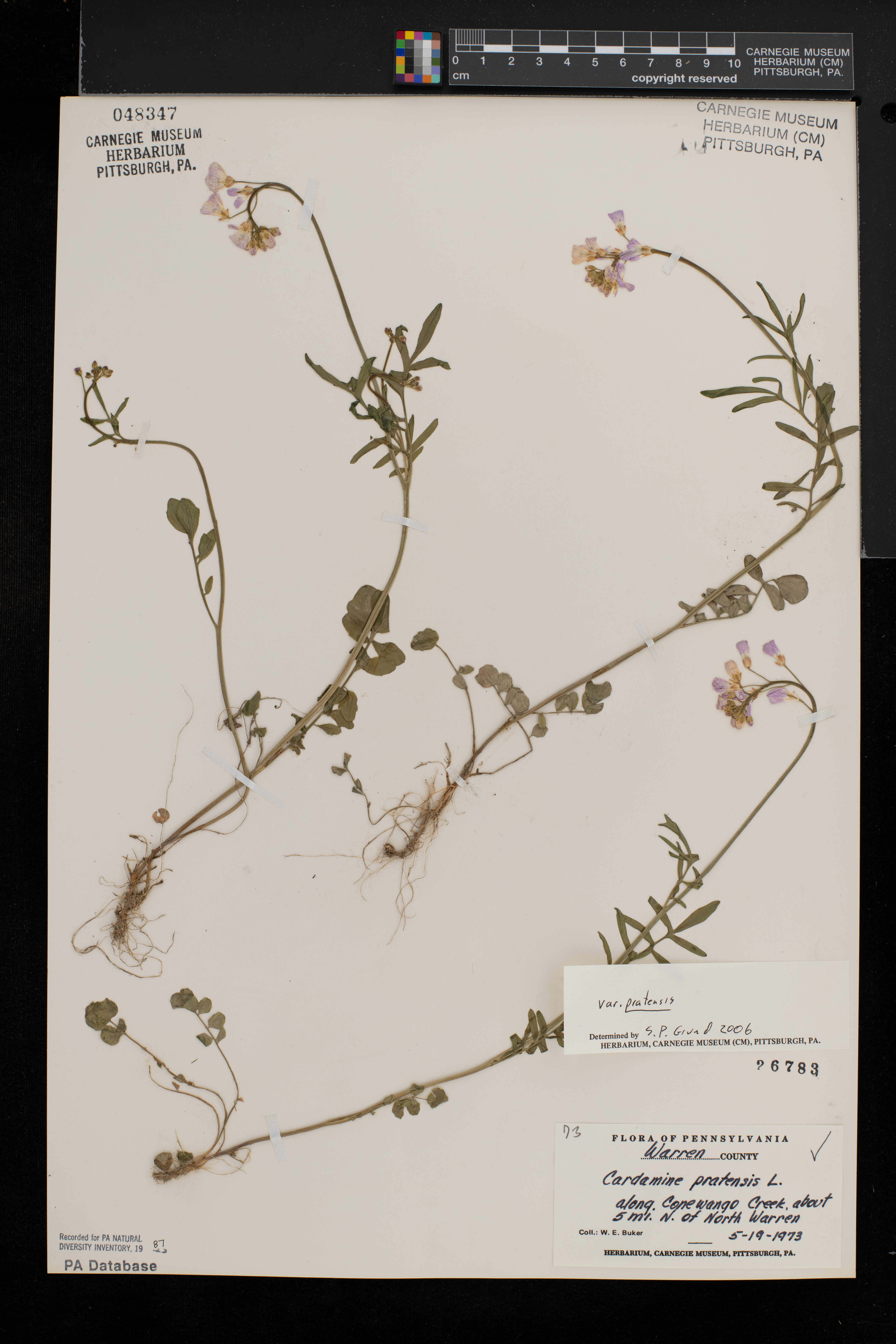 Cardamine pratensis var. pratensis image
