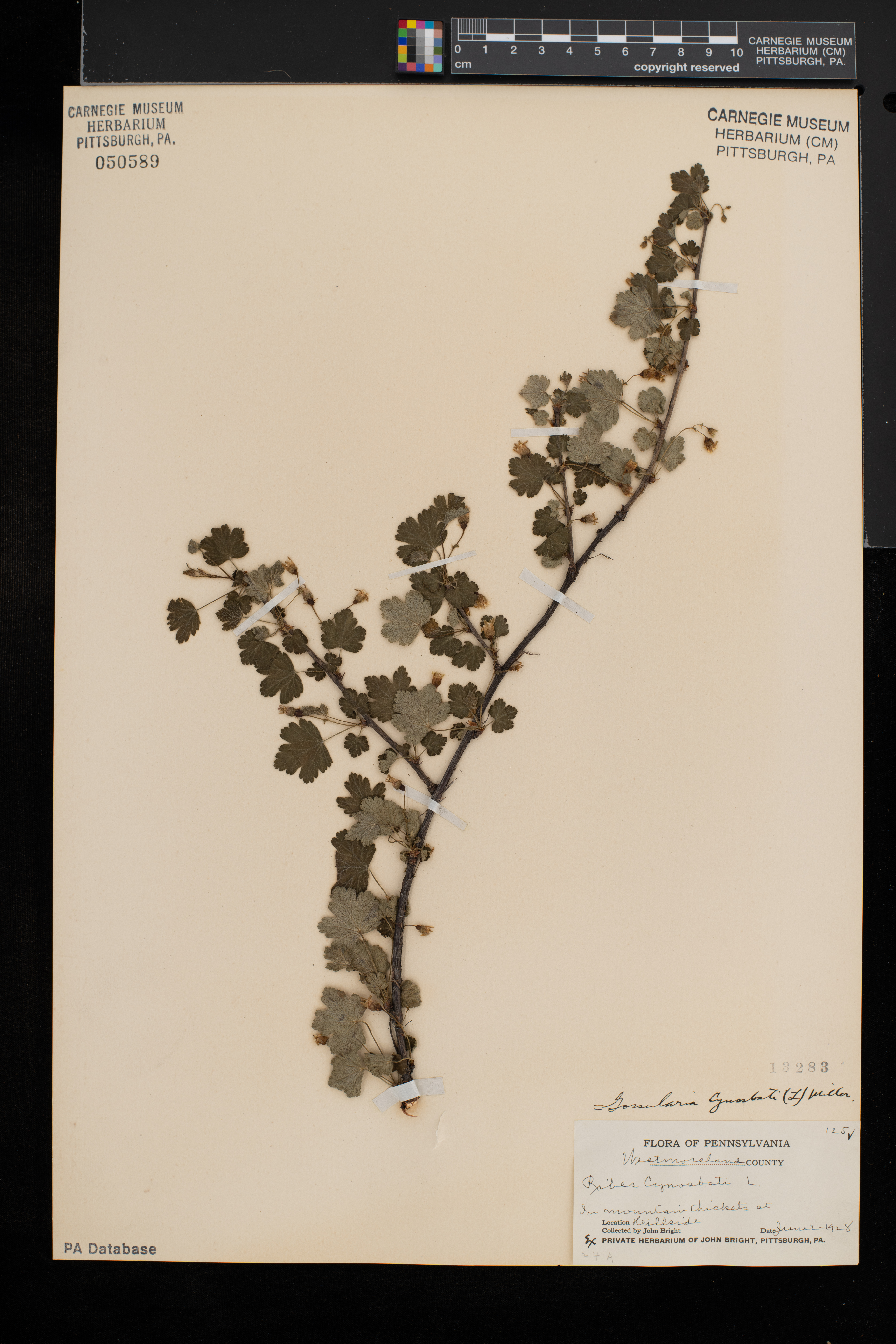 Ribes cynosbati var. cynosbati image