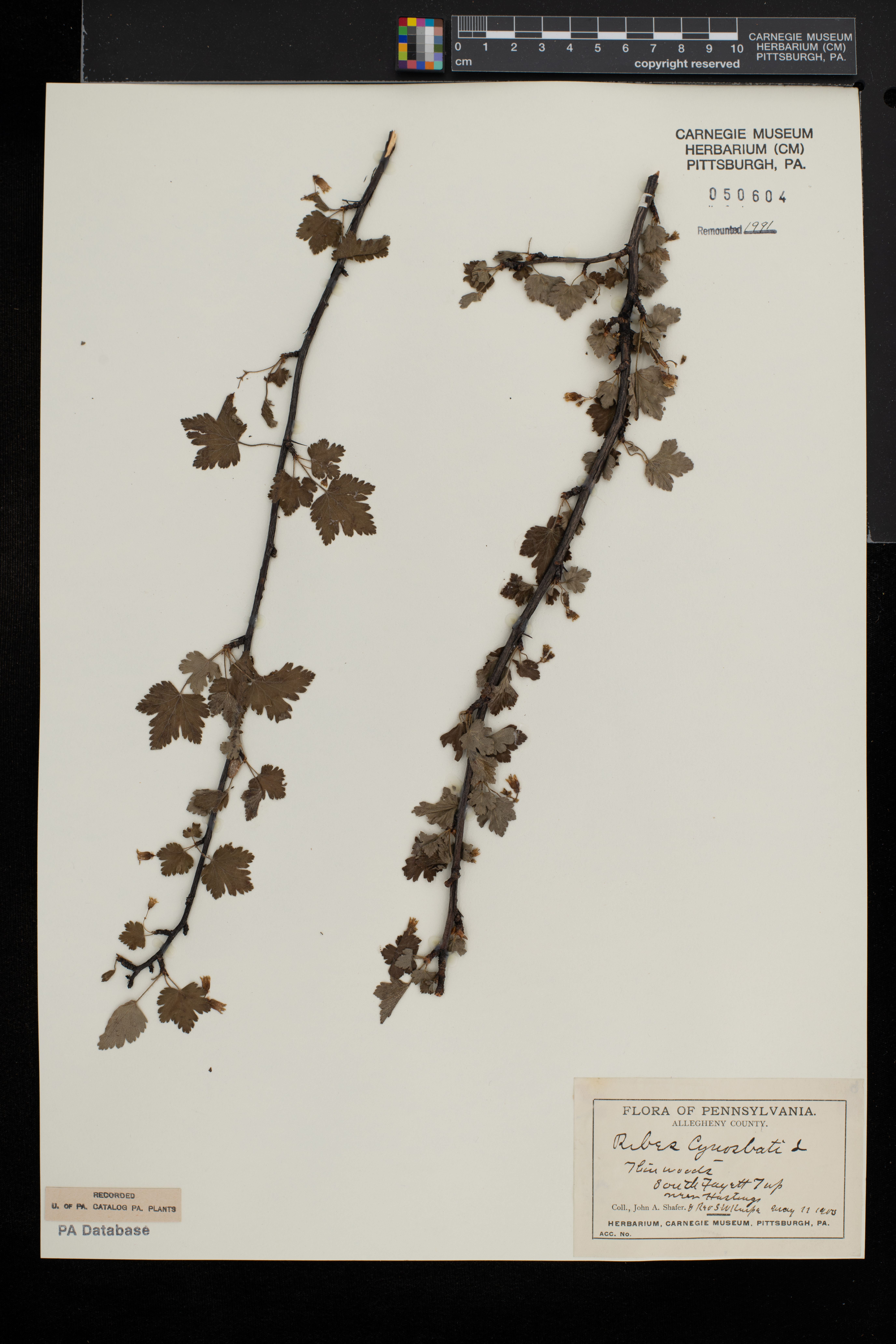 Ribes cynosbati var. cynosbati image