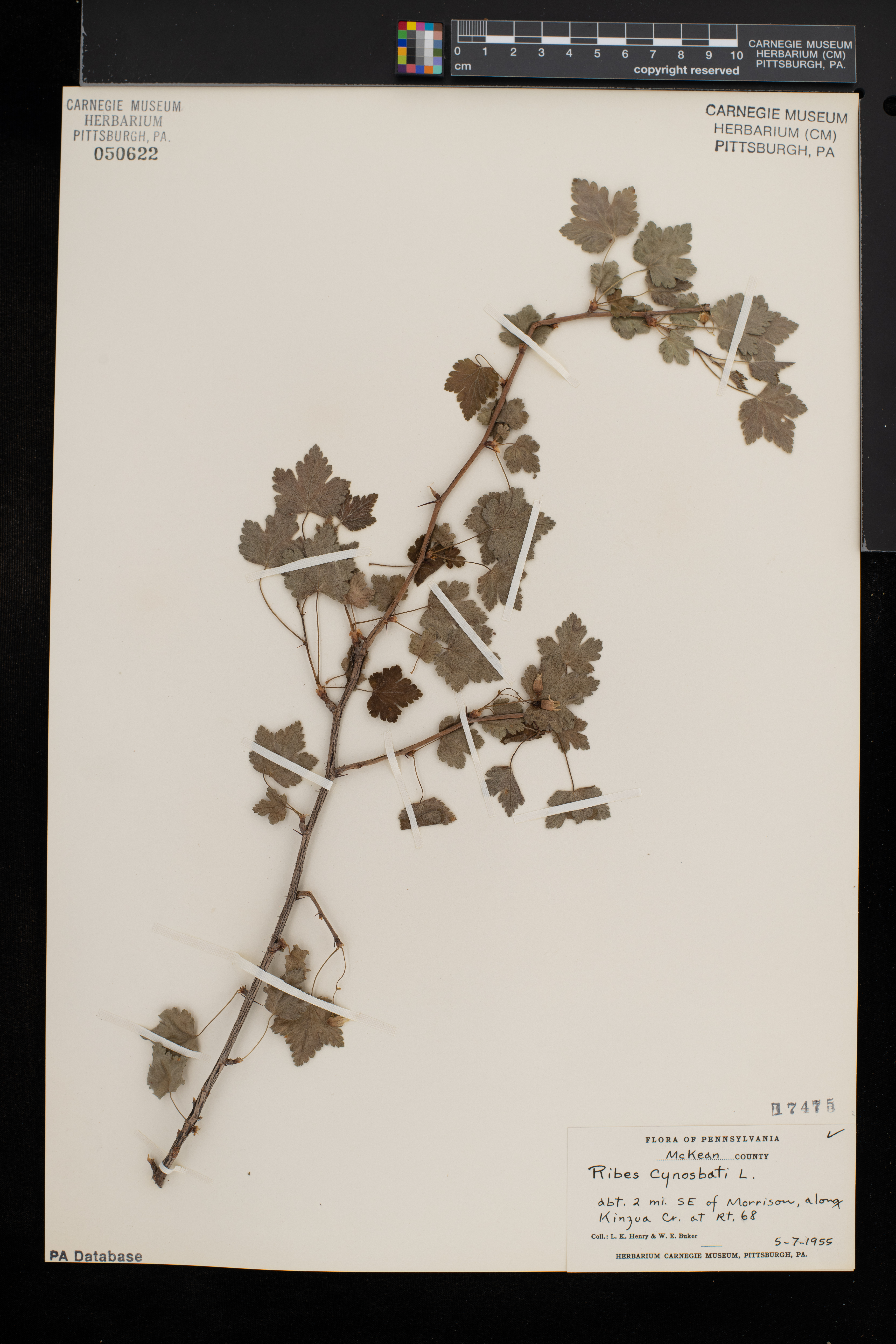Ribes cynosbati var. cynosbati image