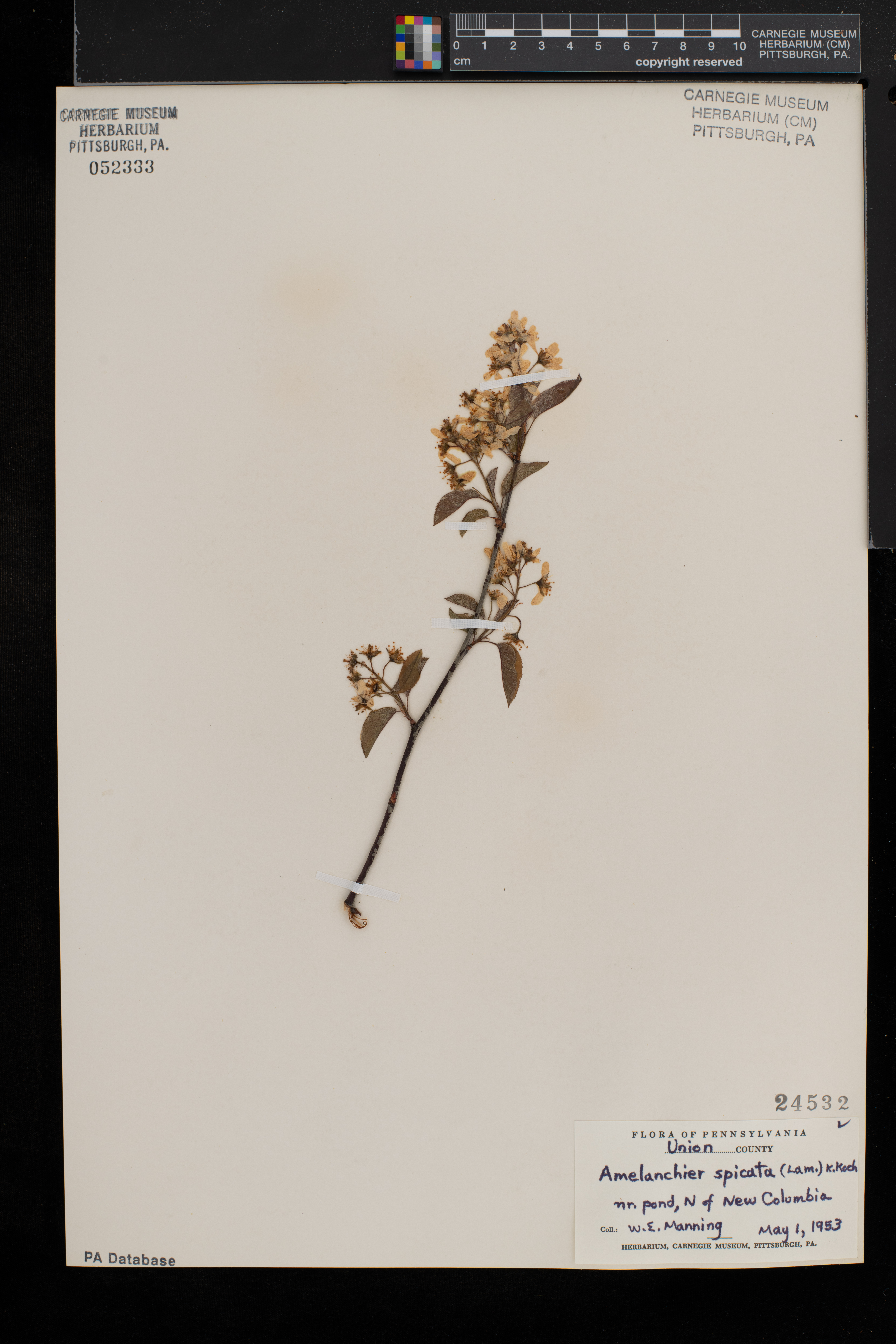 Amelanchier spicata image