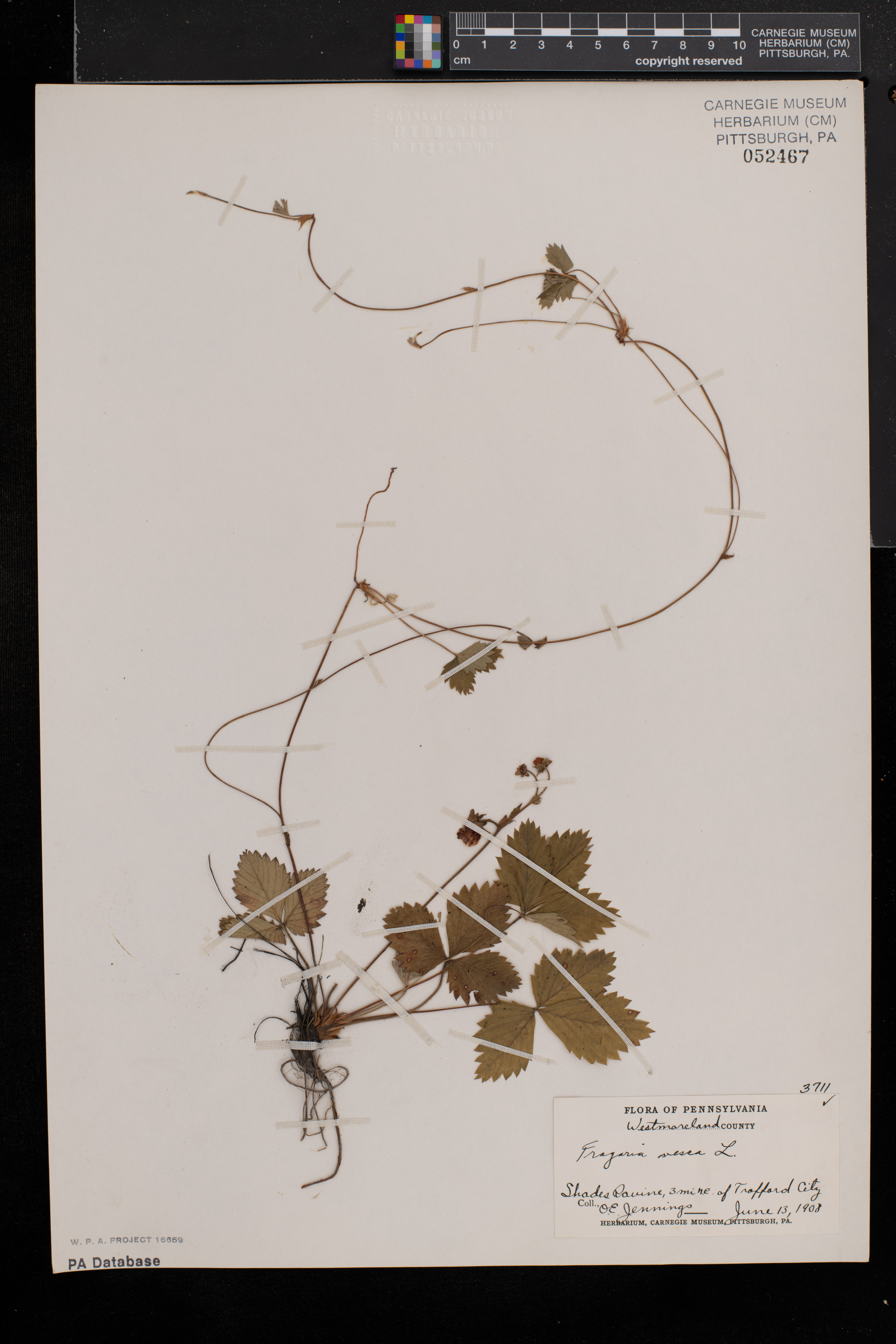 Fragaria vesca subsp. vesca image