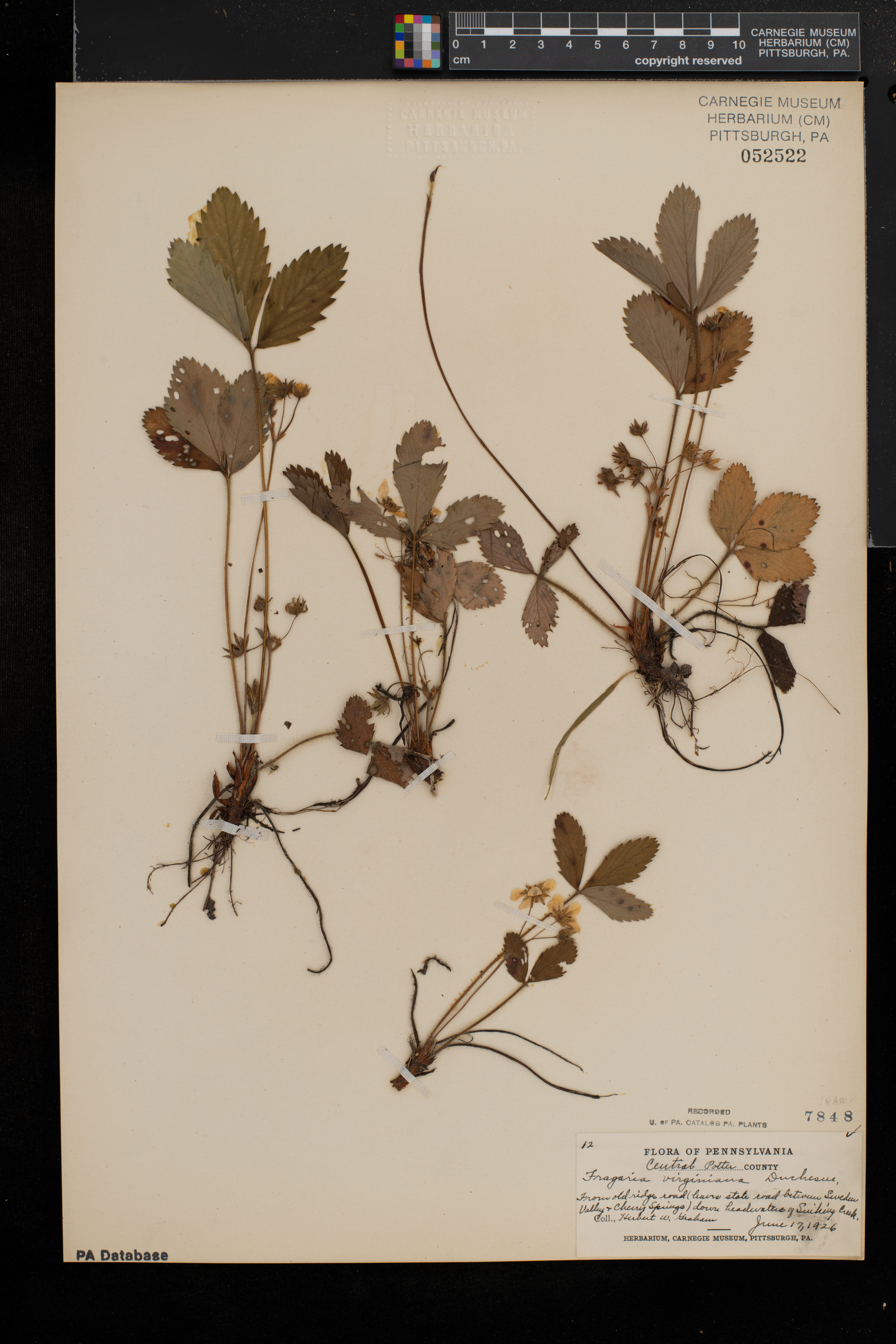 Fragaria virginiana subsp. virginiana image