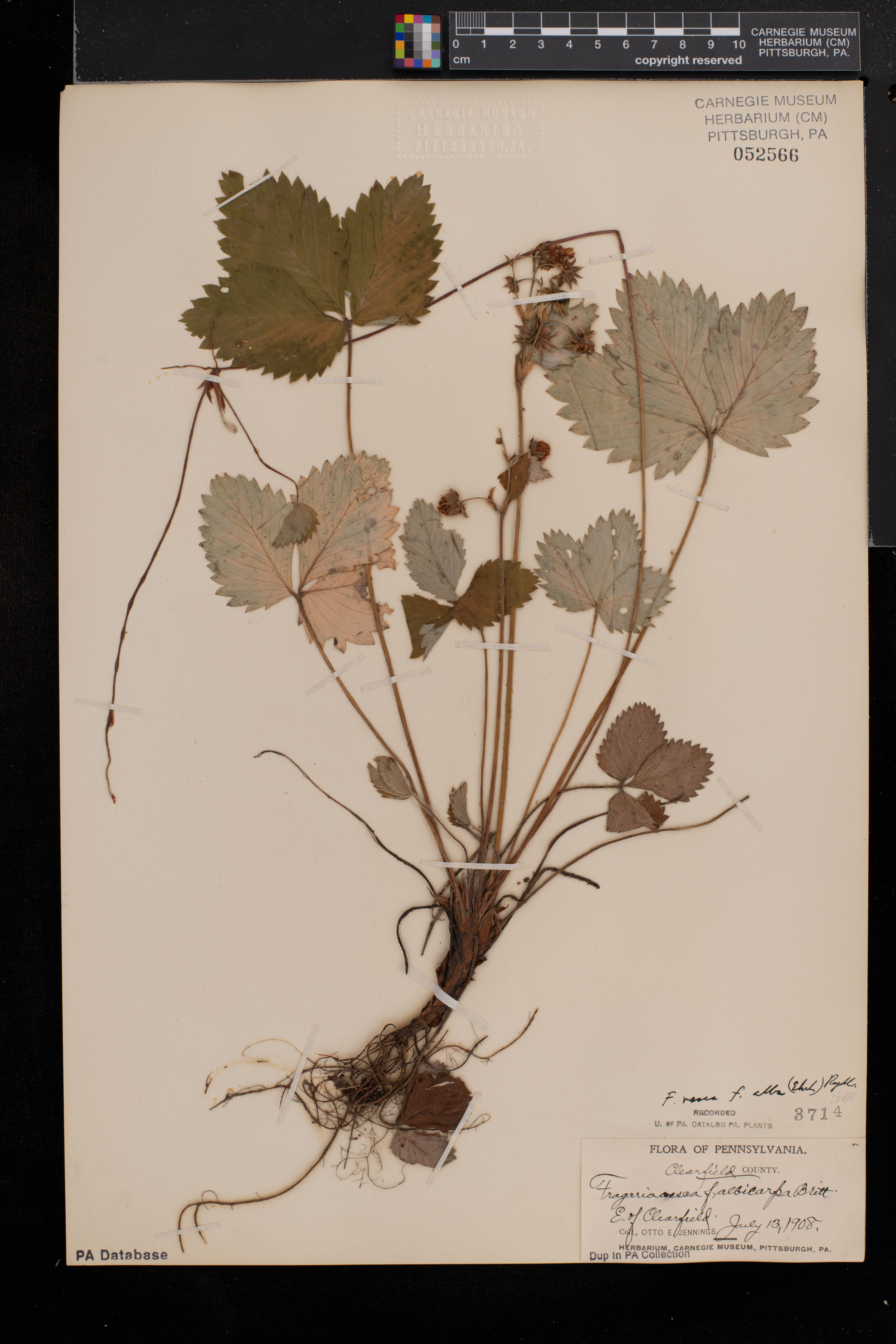 Fragaria vesca subsp. vesca image