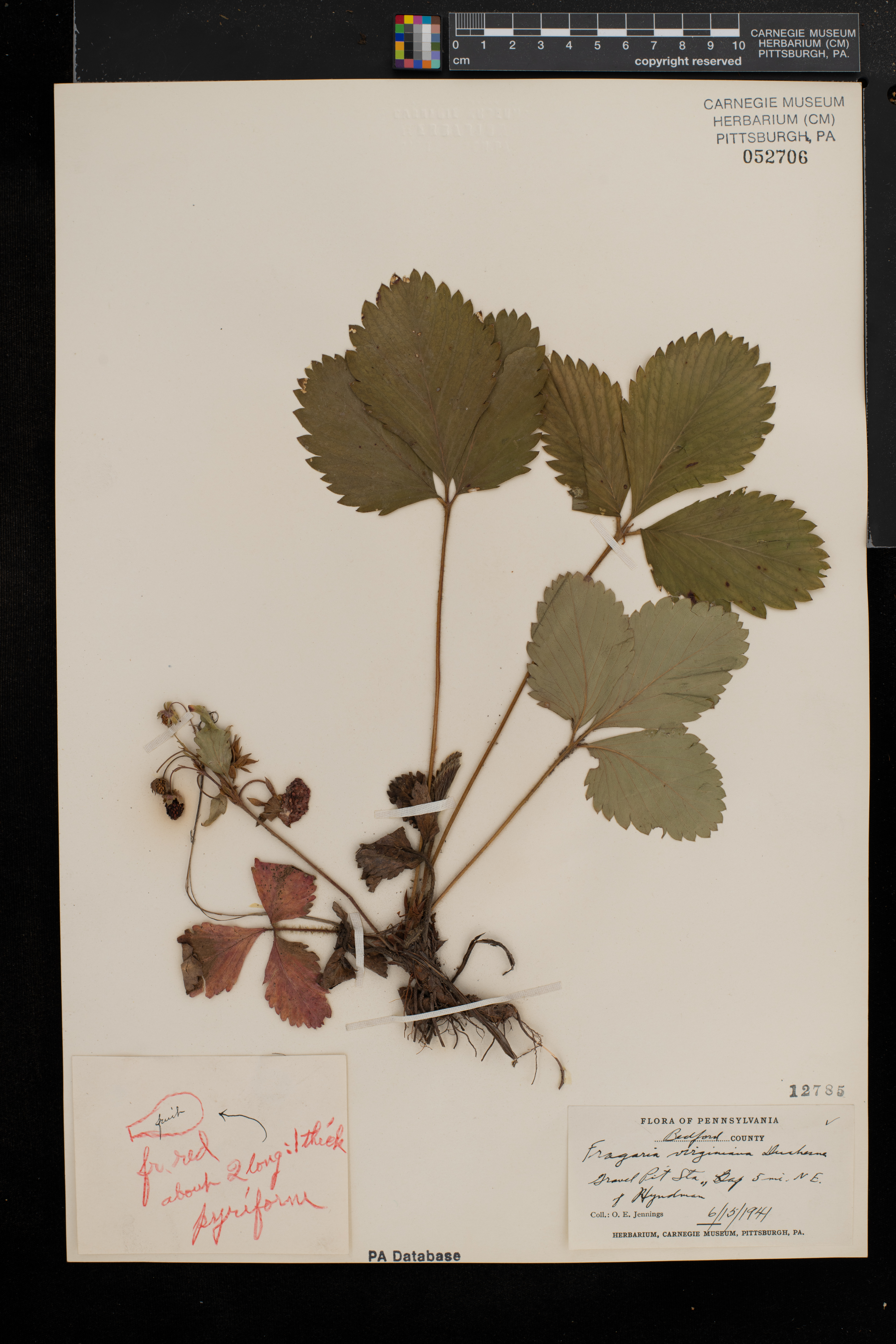 Fragaria virginiana subsp. virginiana image