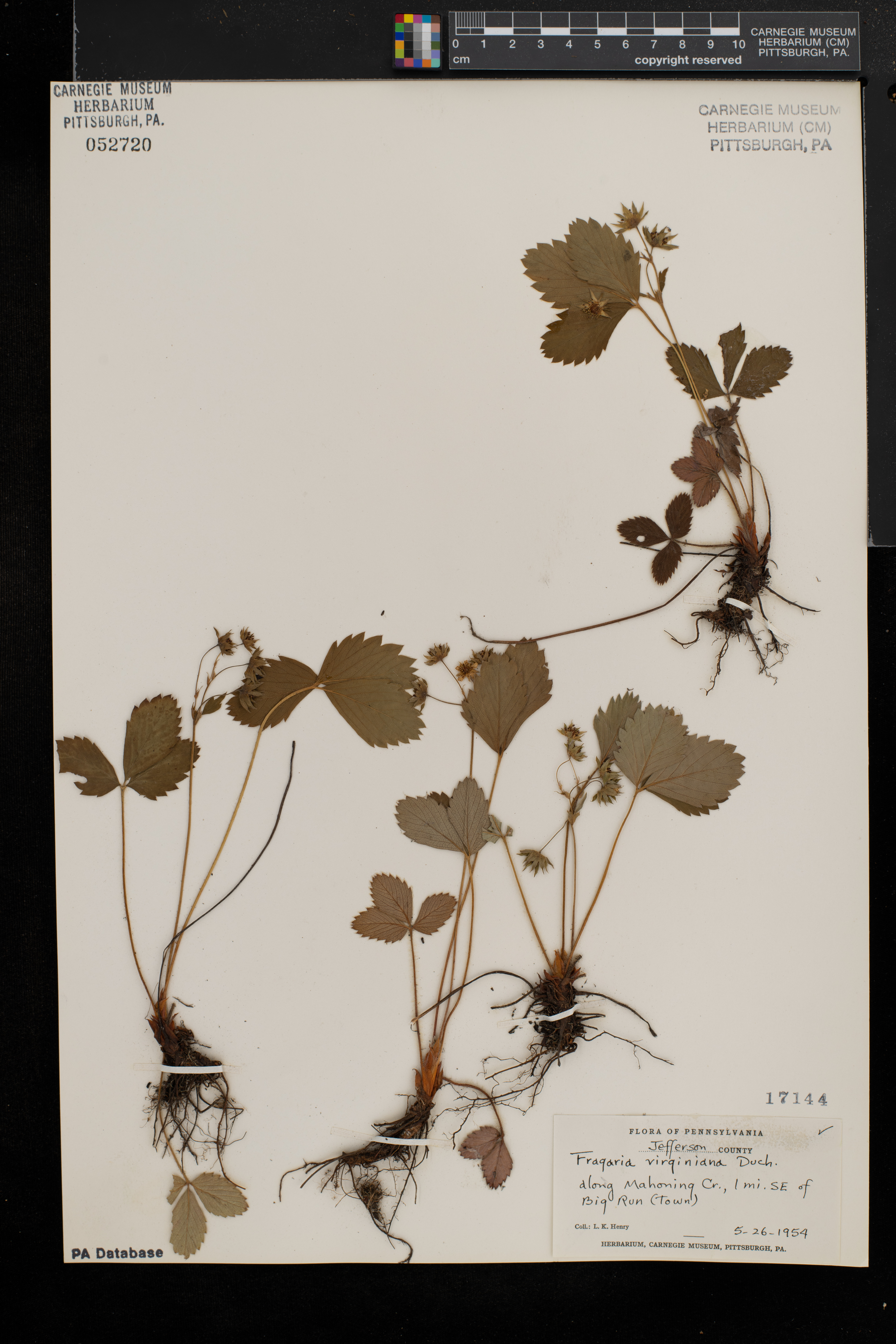 Fragaria virginiana subsp. virginiana image