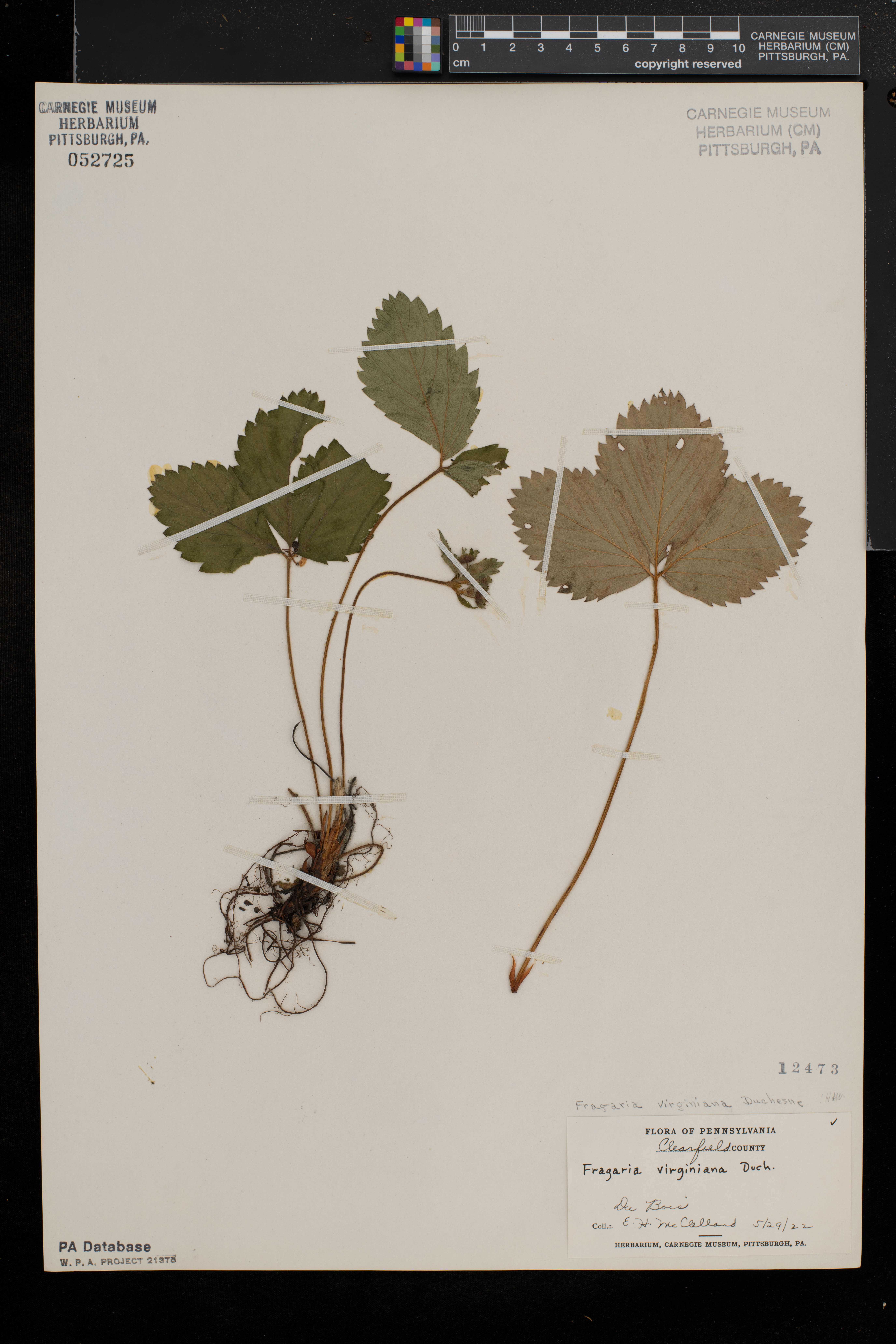 Fragaria virginiana subsp. virginiana image