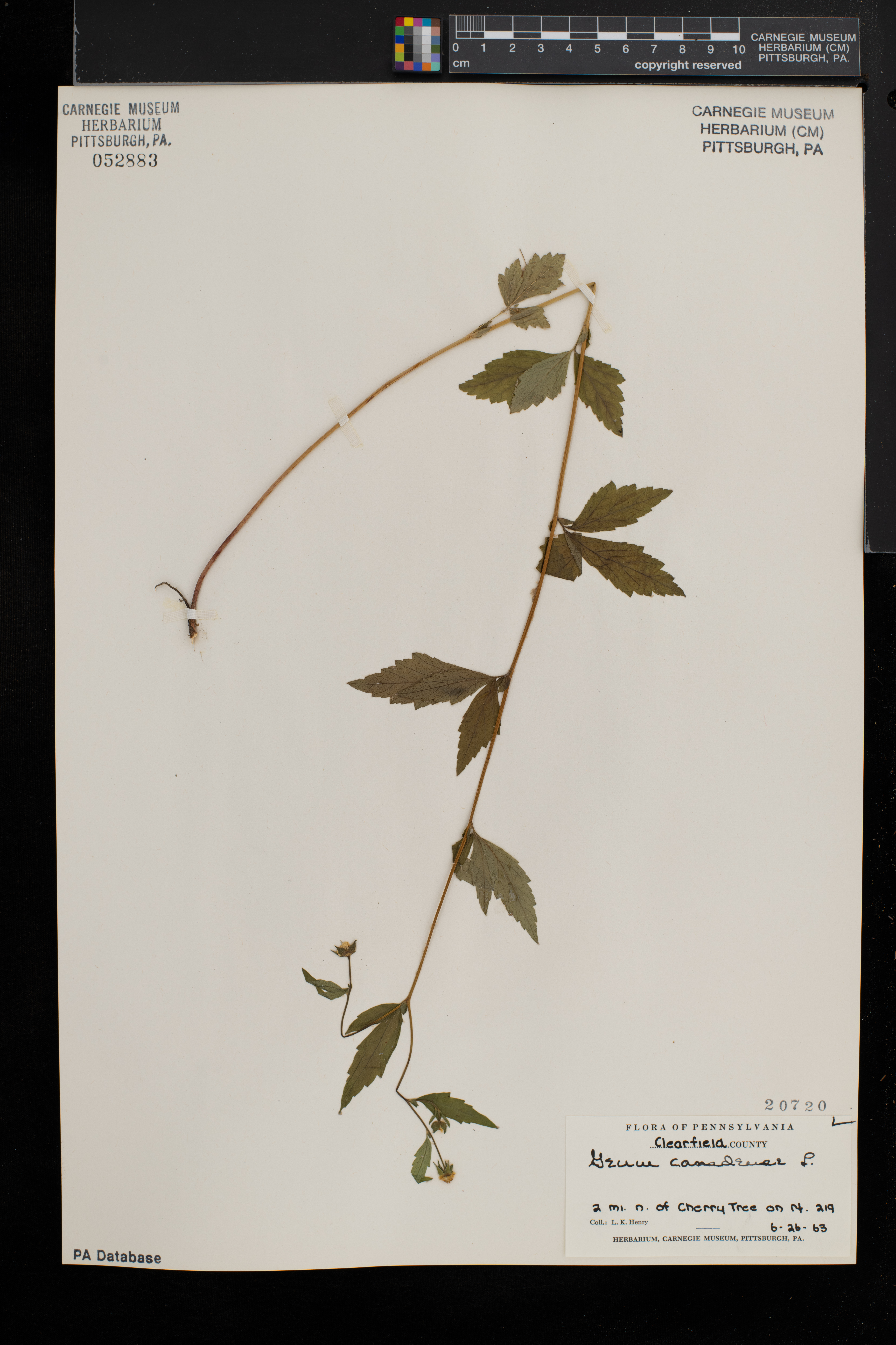 Geum canadense var. canadense image
