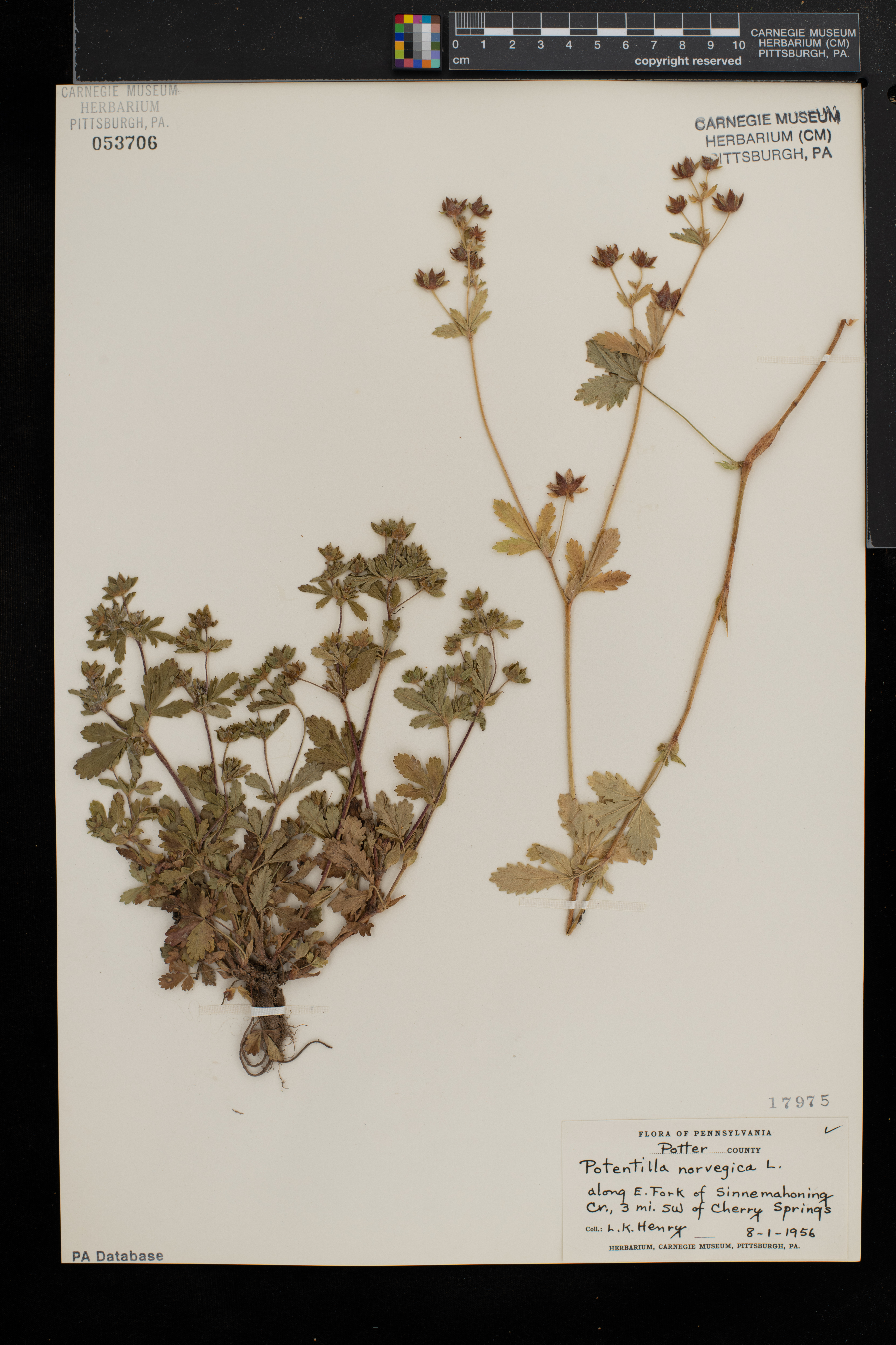 Potentilla norvegica subsp. monspeliensis image