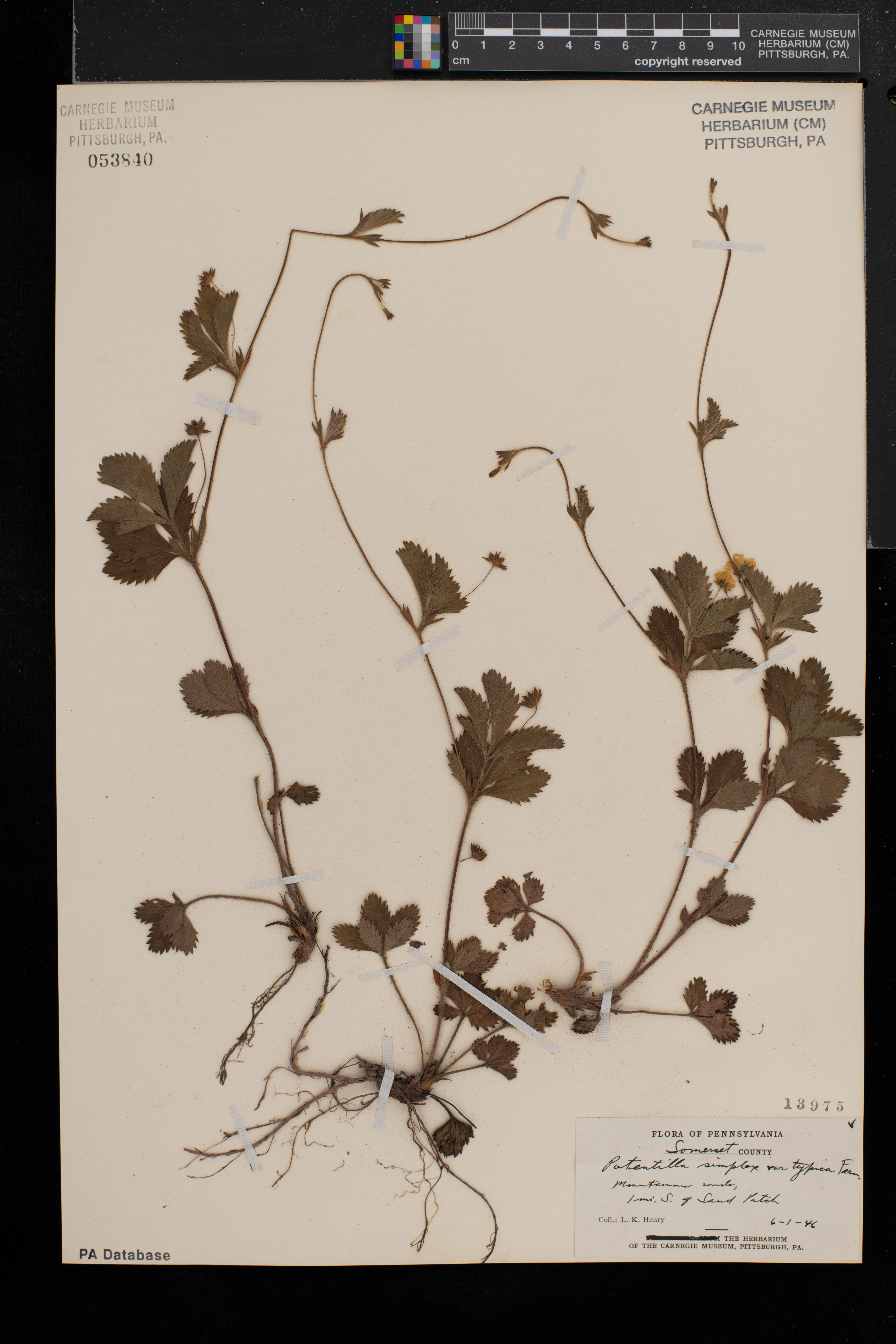 Potentilla simplex var. simplex image