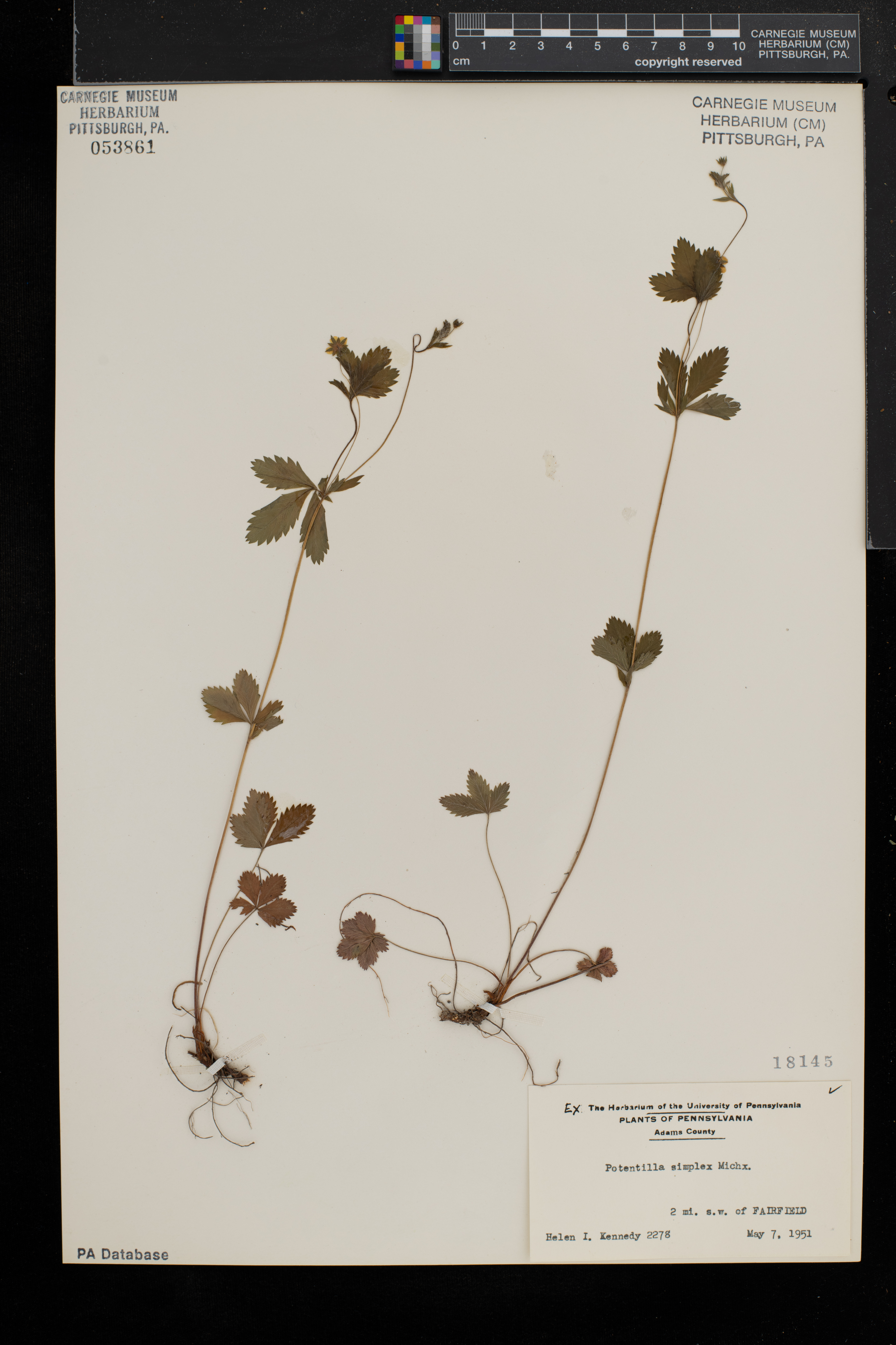 Potentilla simplex var. simplex image