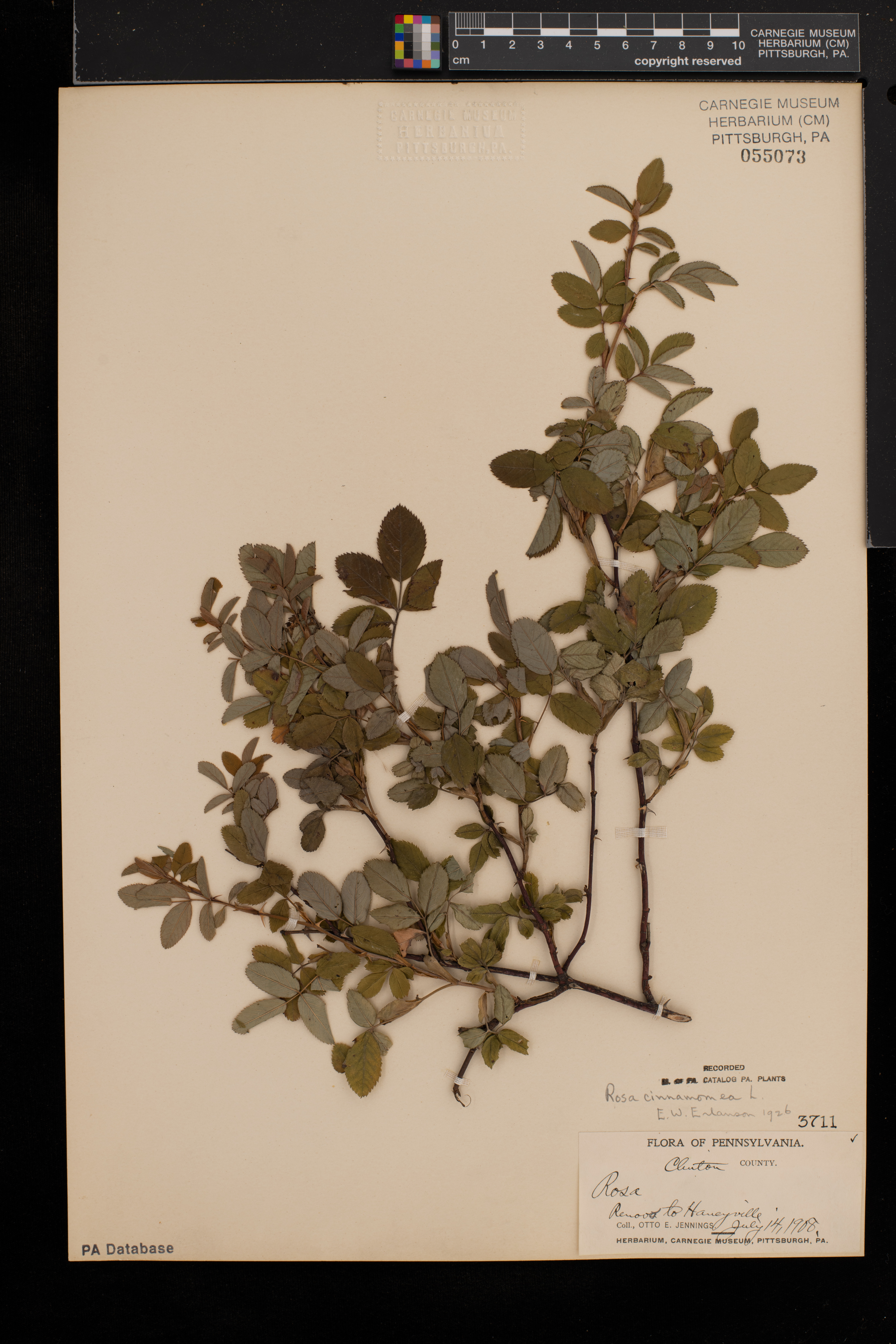 Rosa cinnamomea image