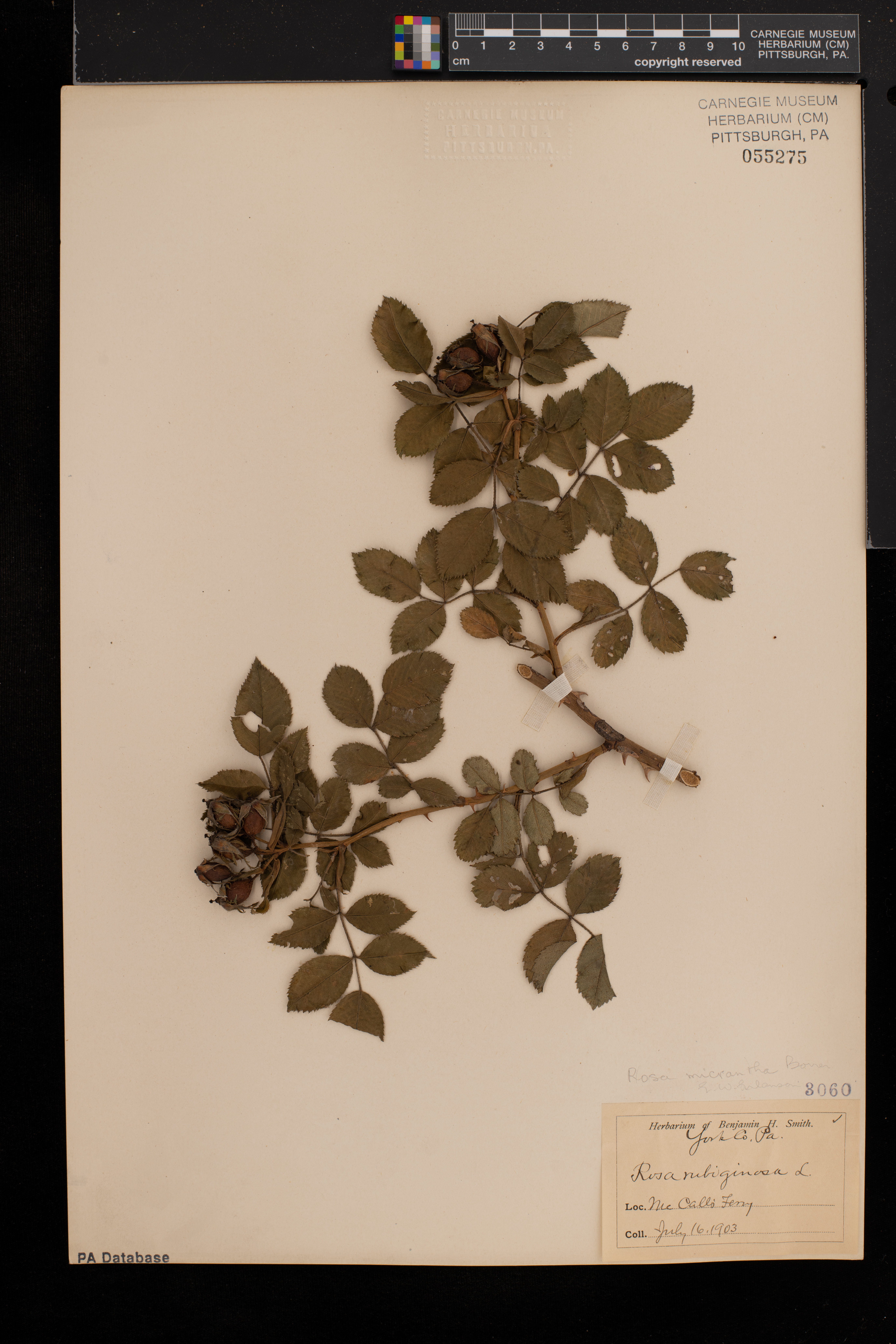 Rosa micrantha image