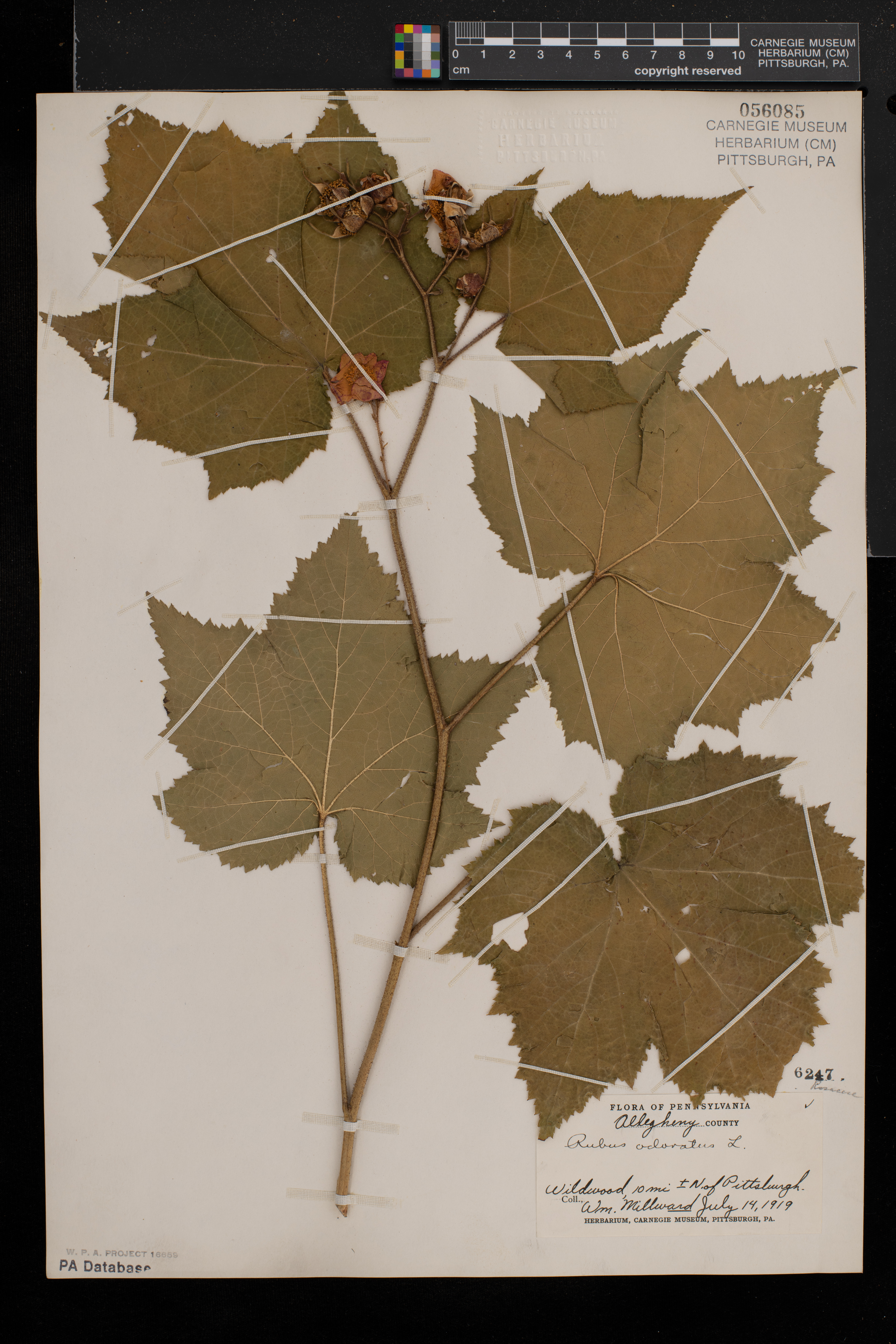 Rubus odoratus image