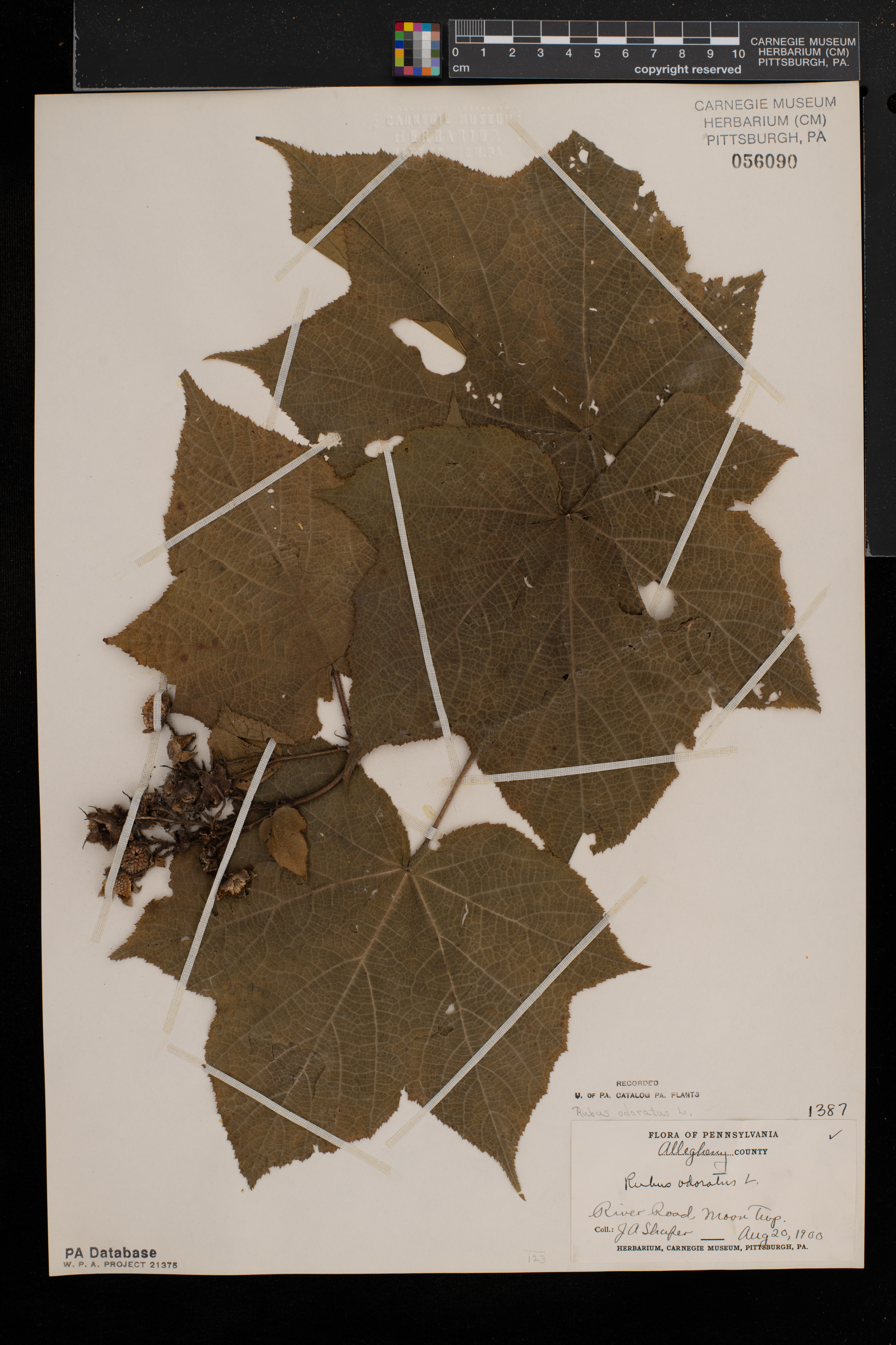 Rubus odoratus image