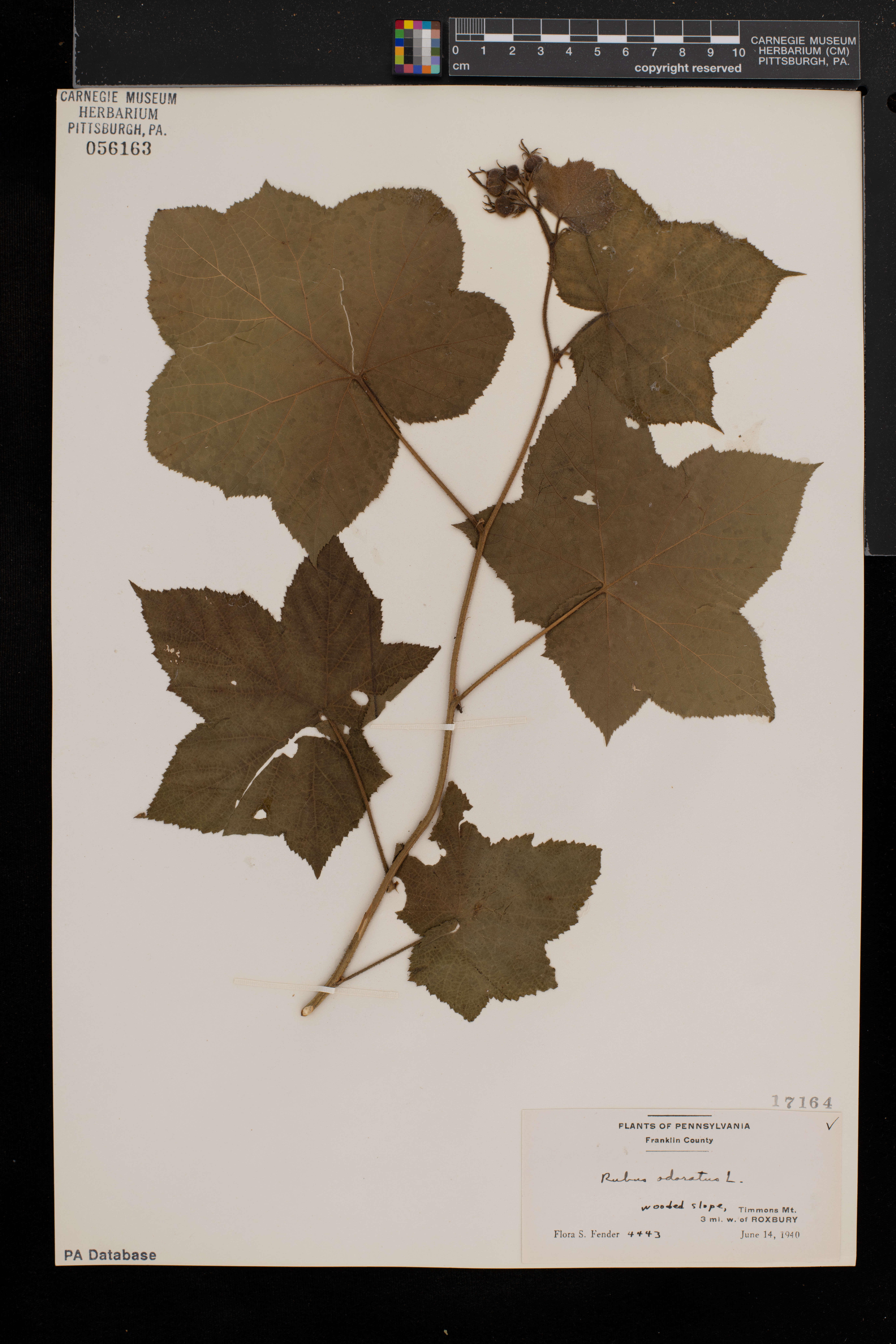 Rubus odoratus image