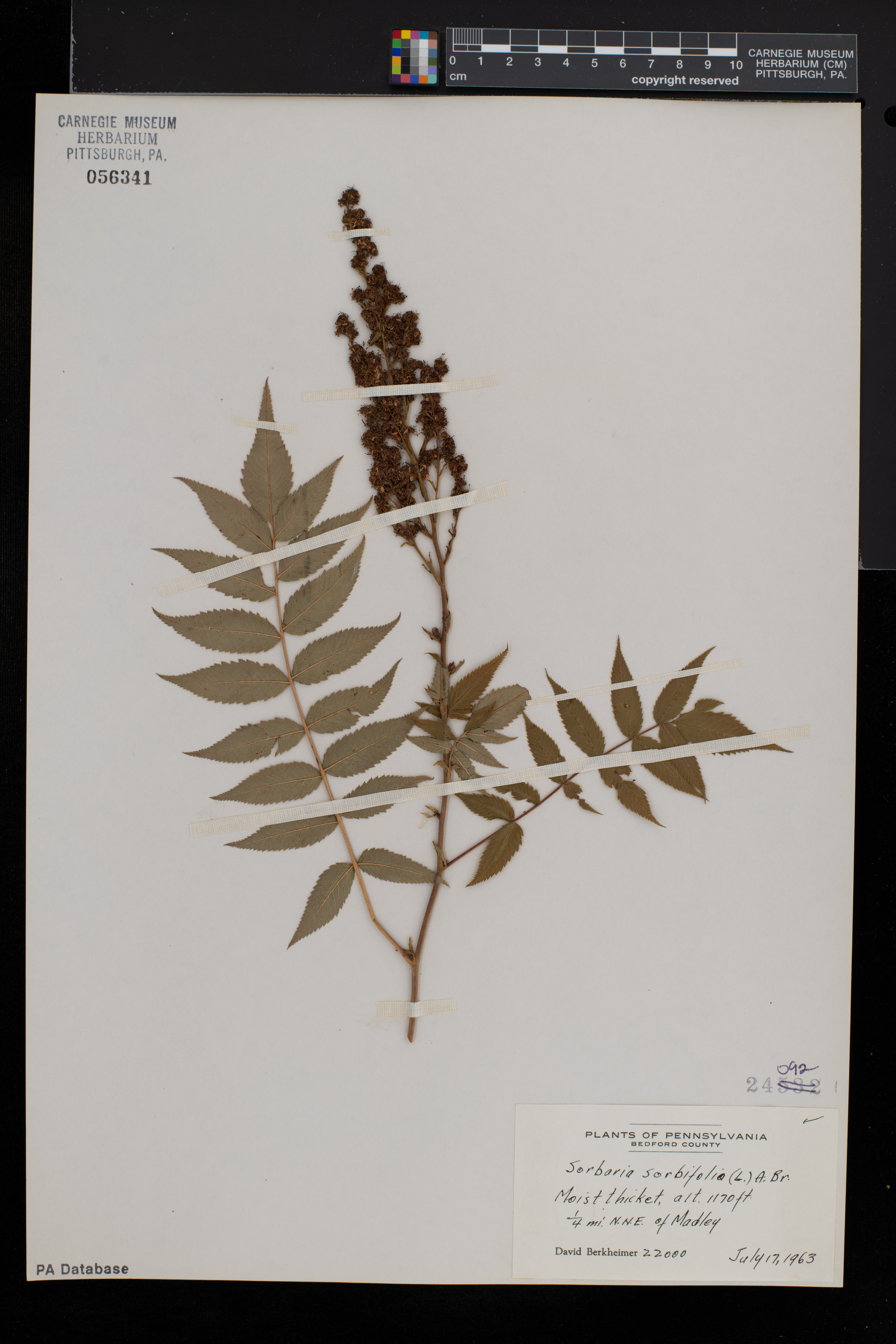 Sorbaria sorbifolia image