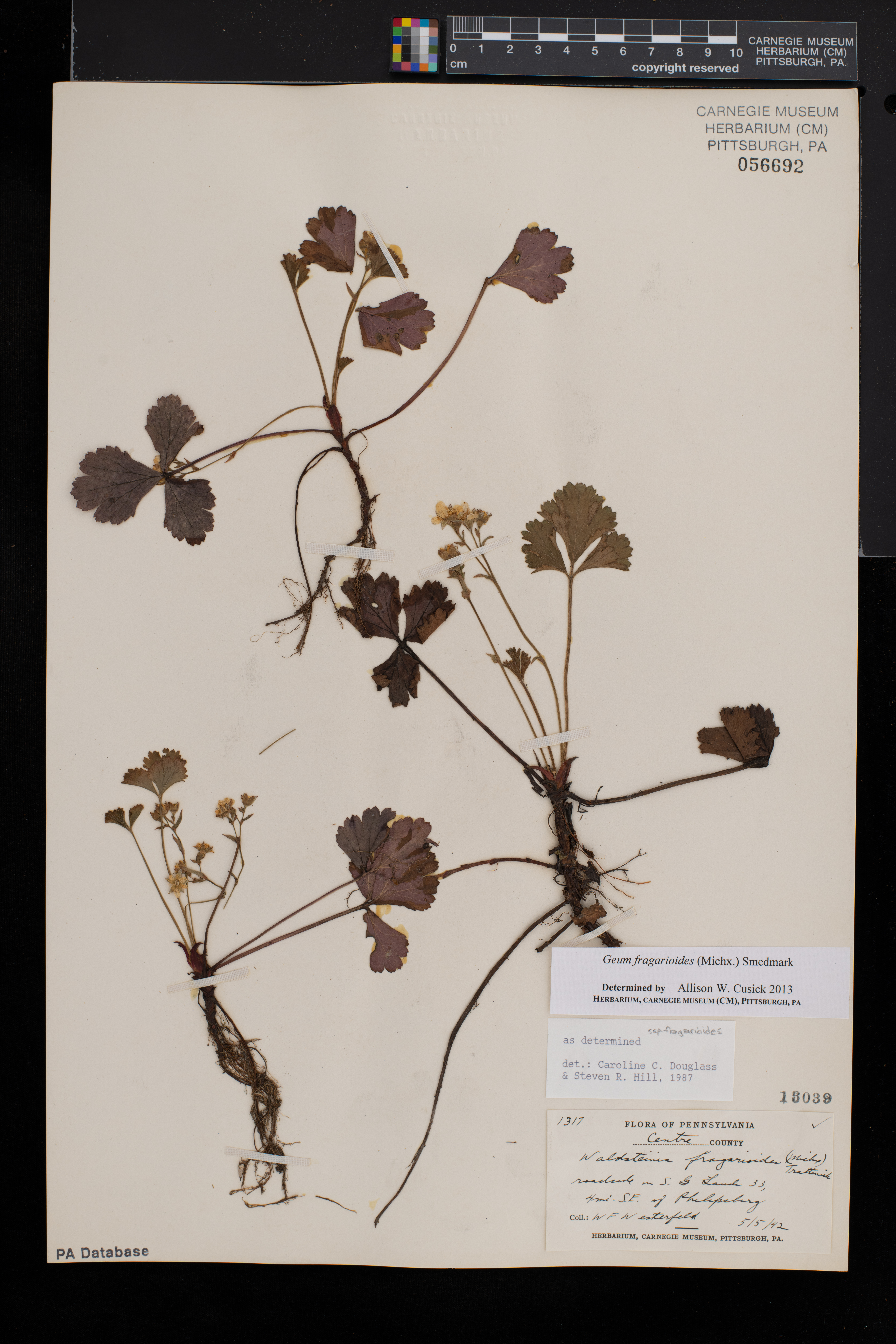 Waldsteinia image
