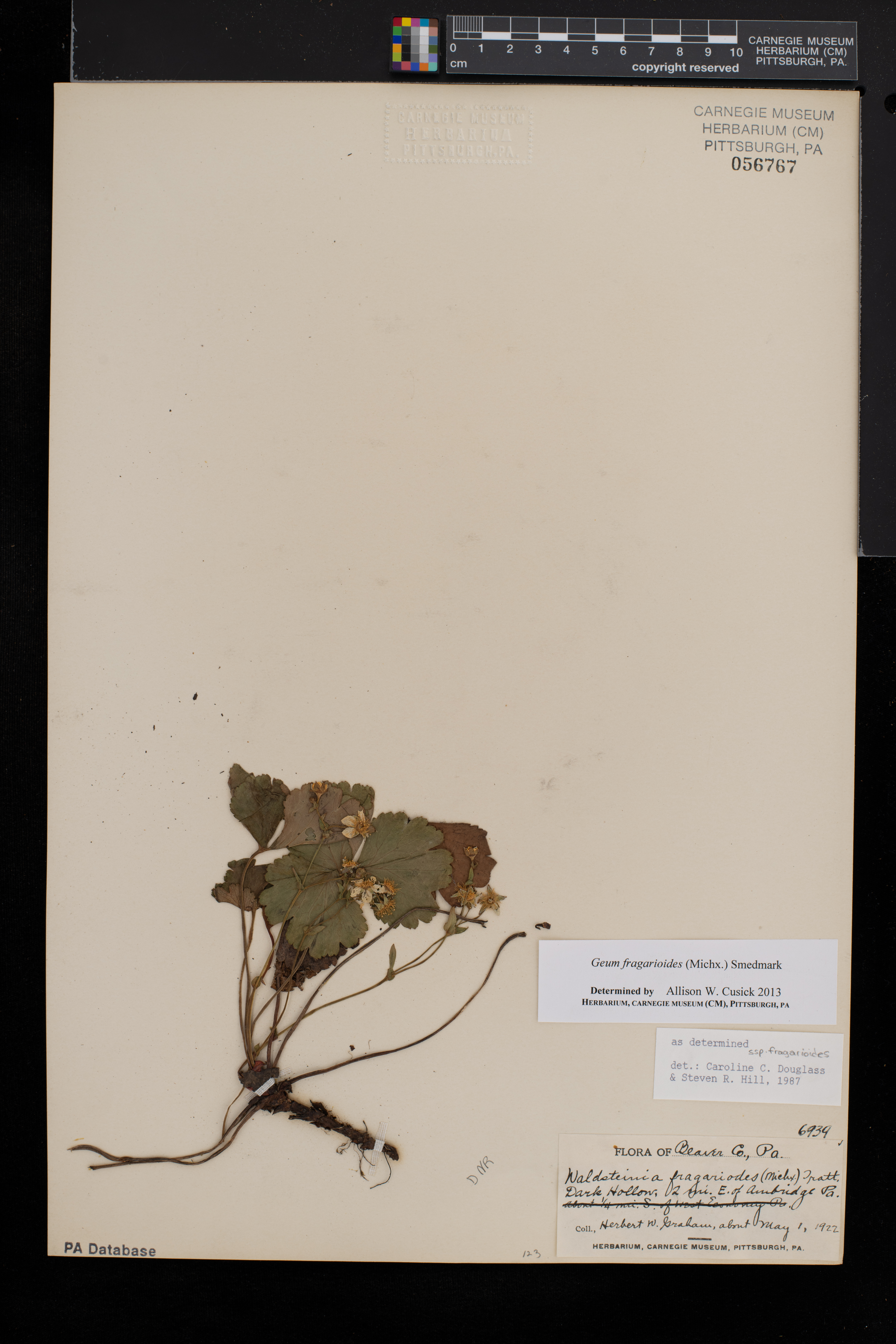 Waldsteinia fragarioides image