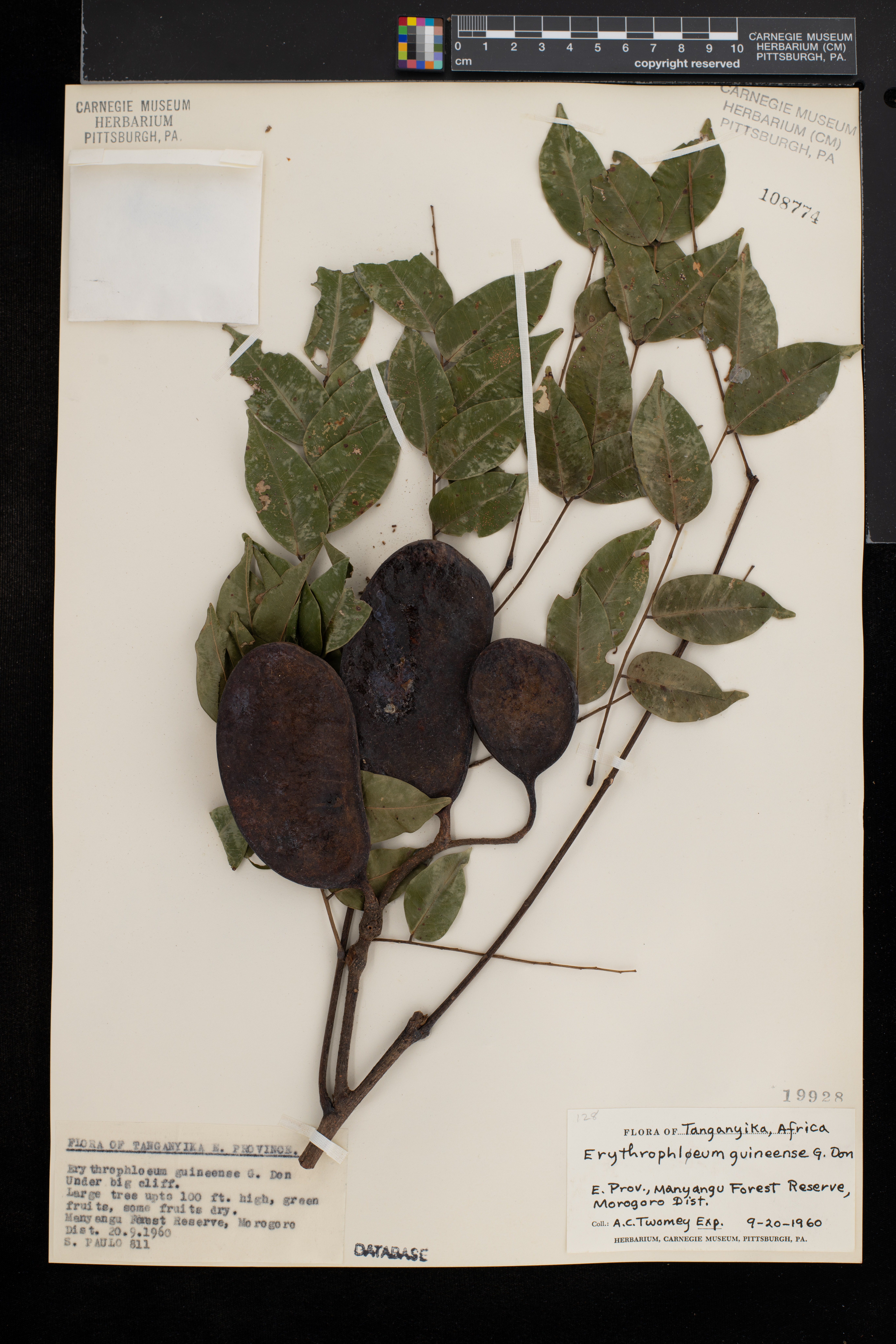 Erythrophleum guineense image