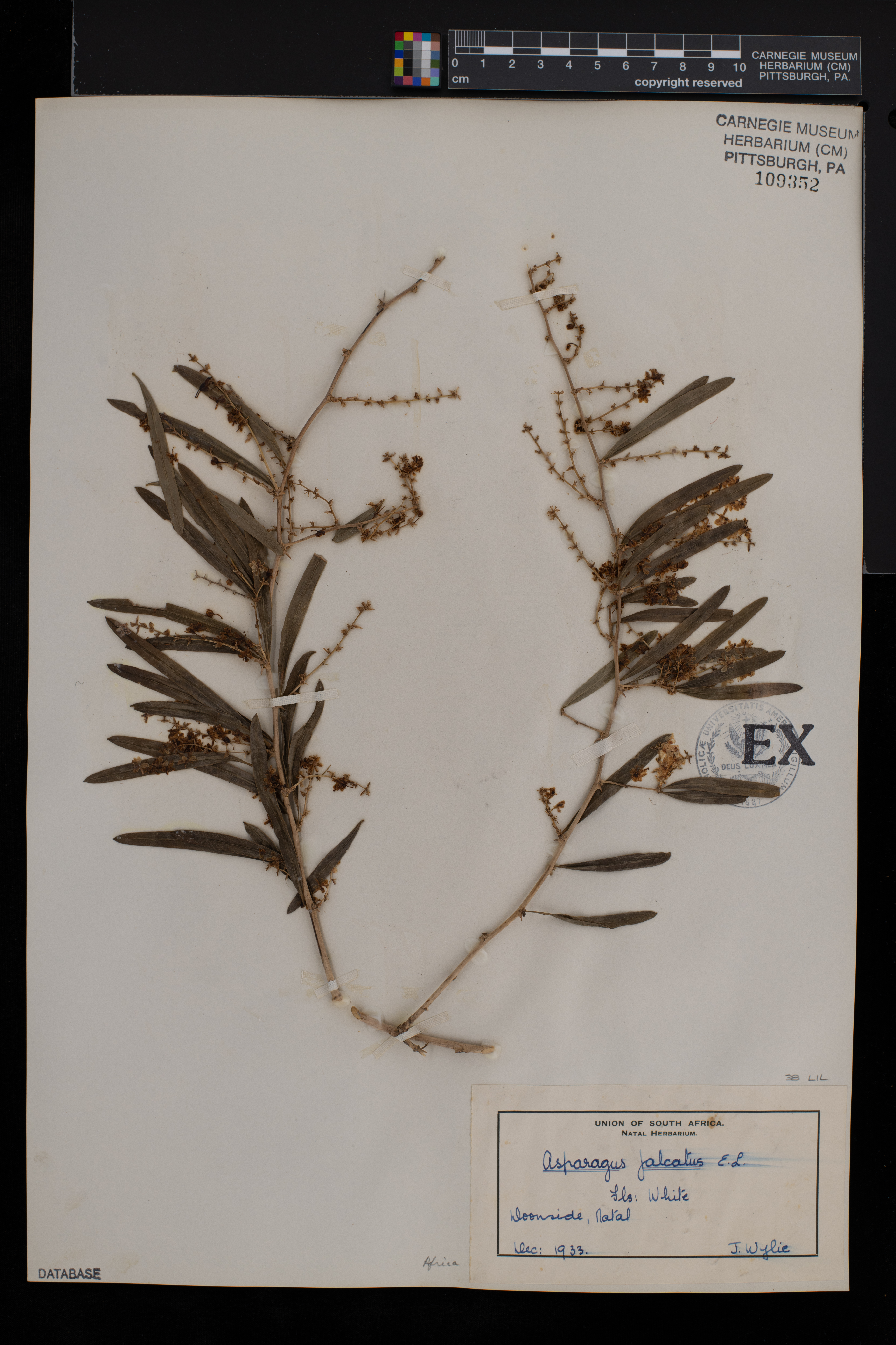 Asparagus falcatus image