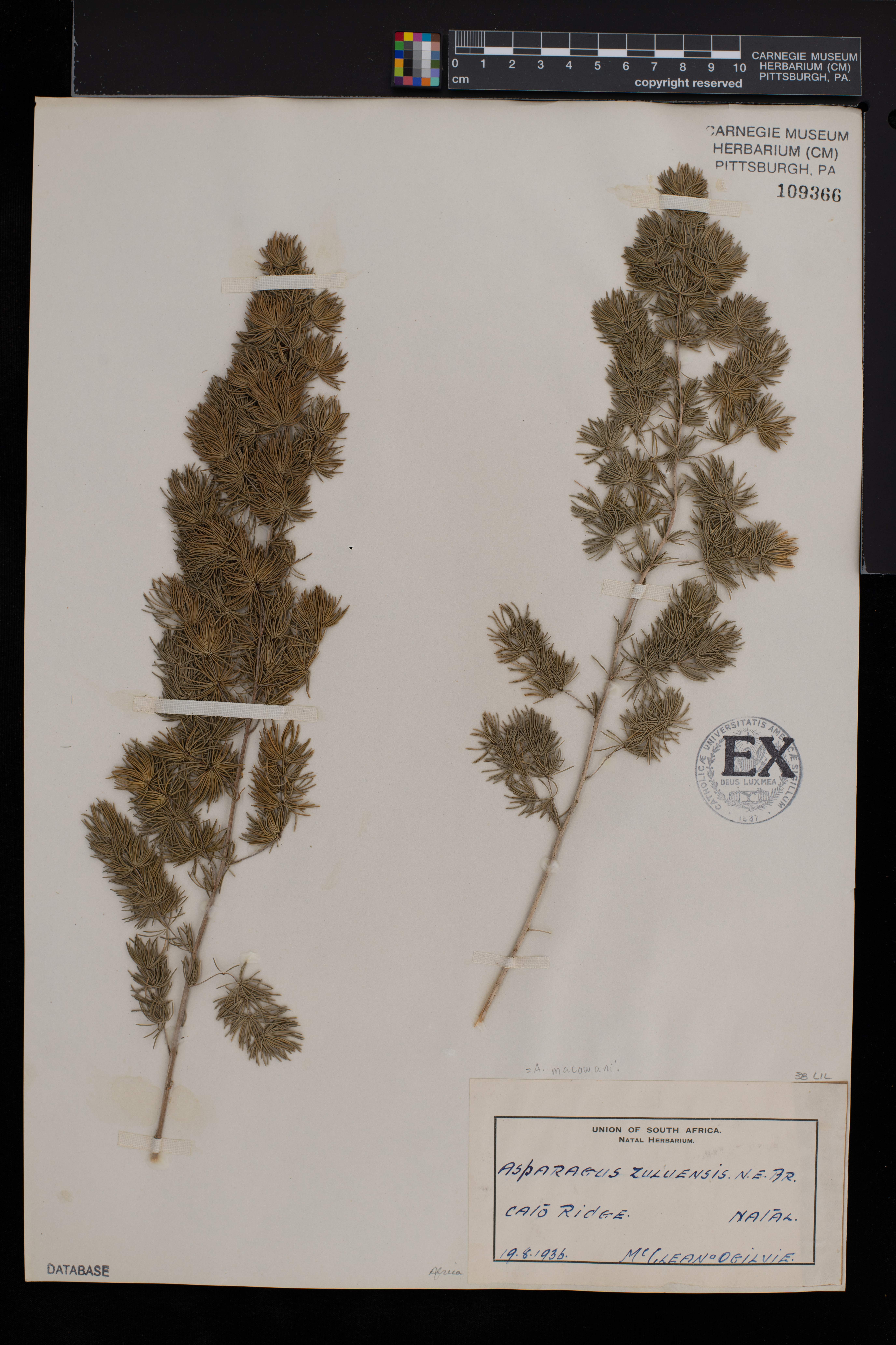 Asparagus macowanii image