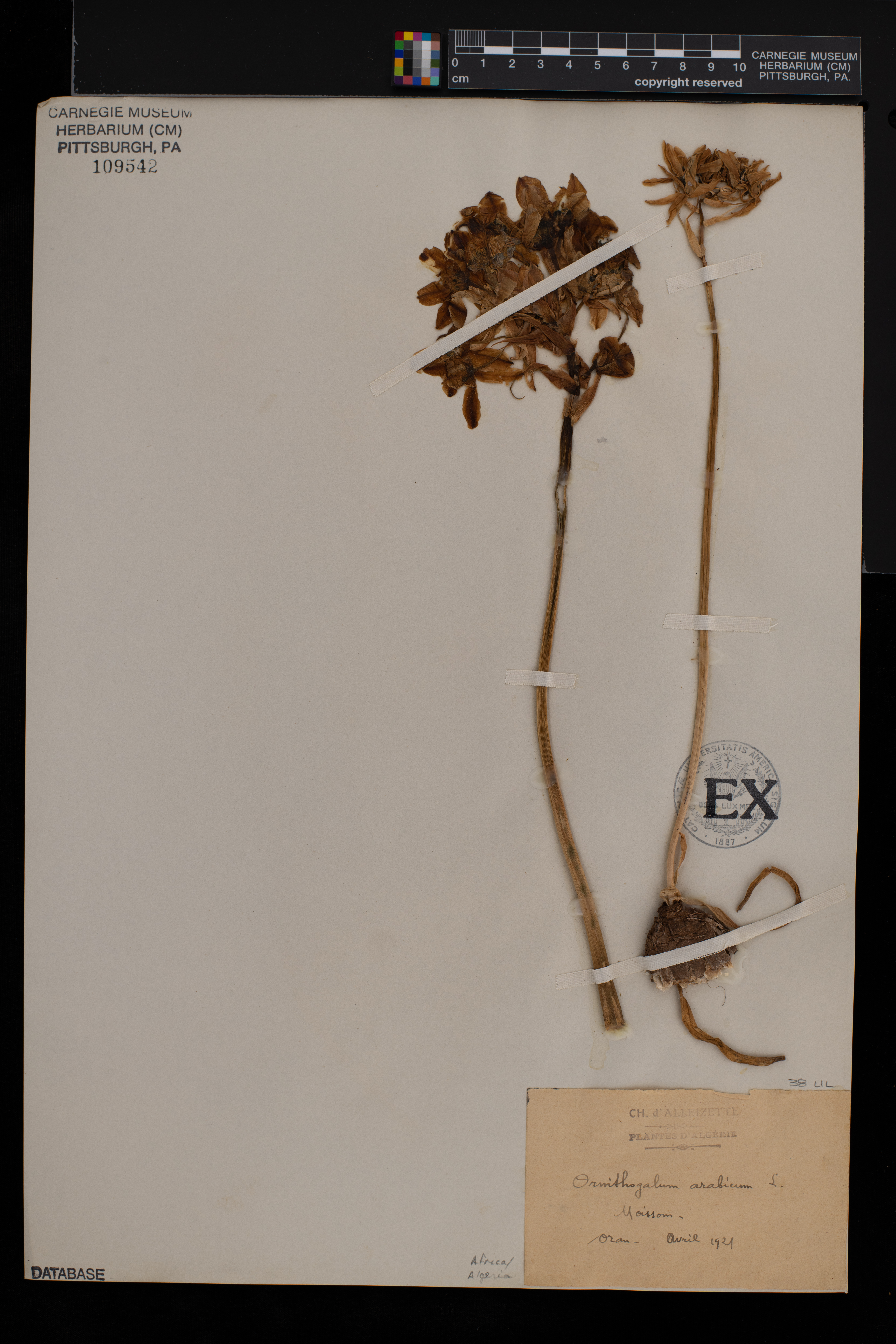Ornithogalum arabicum image