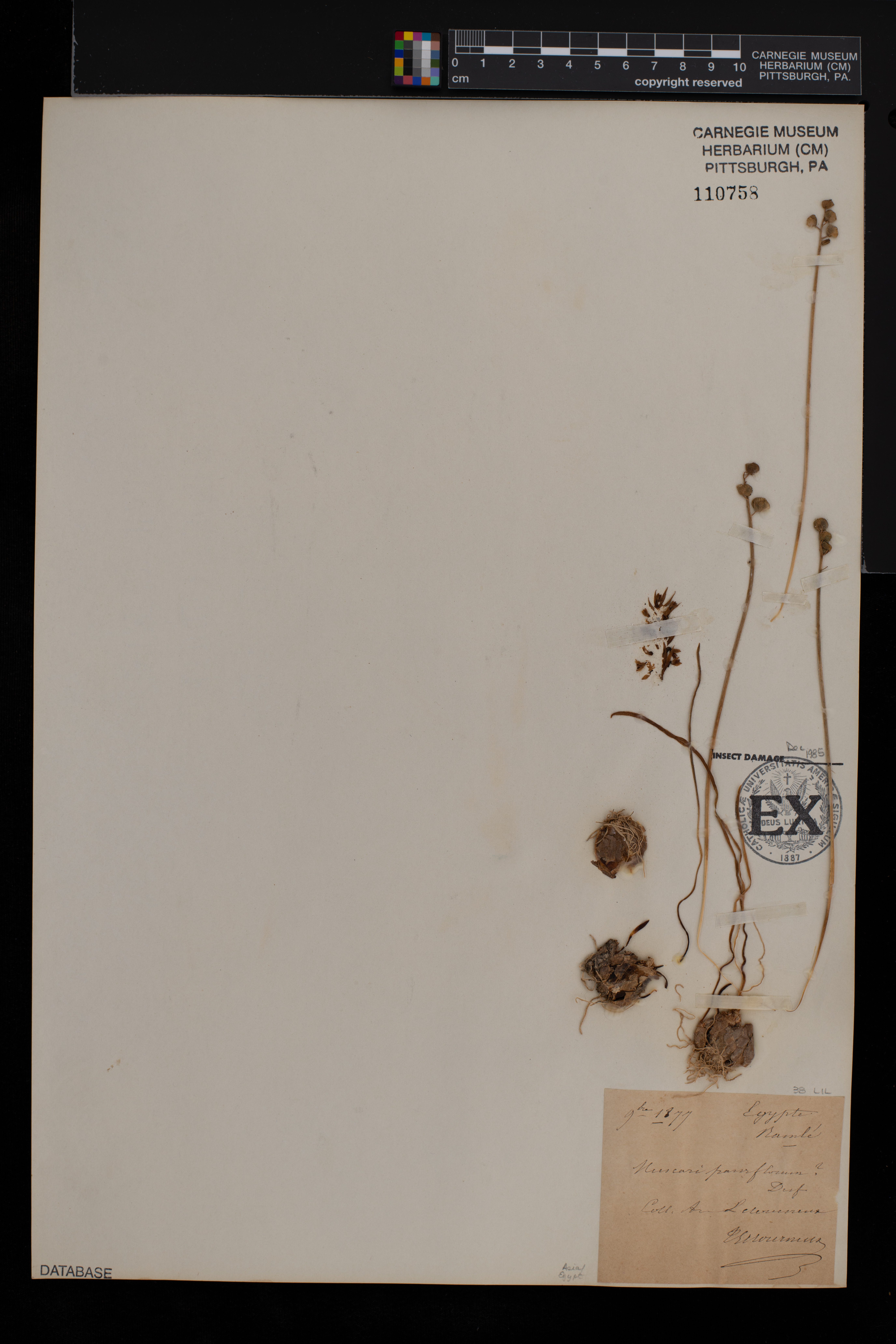 Muscari parviflorum image