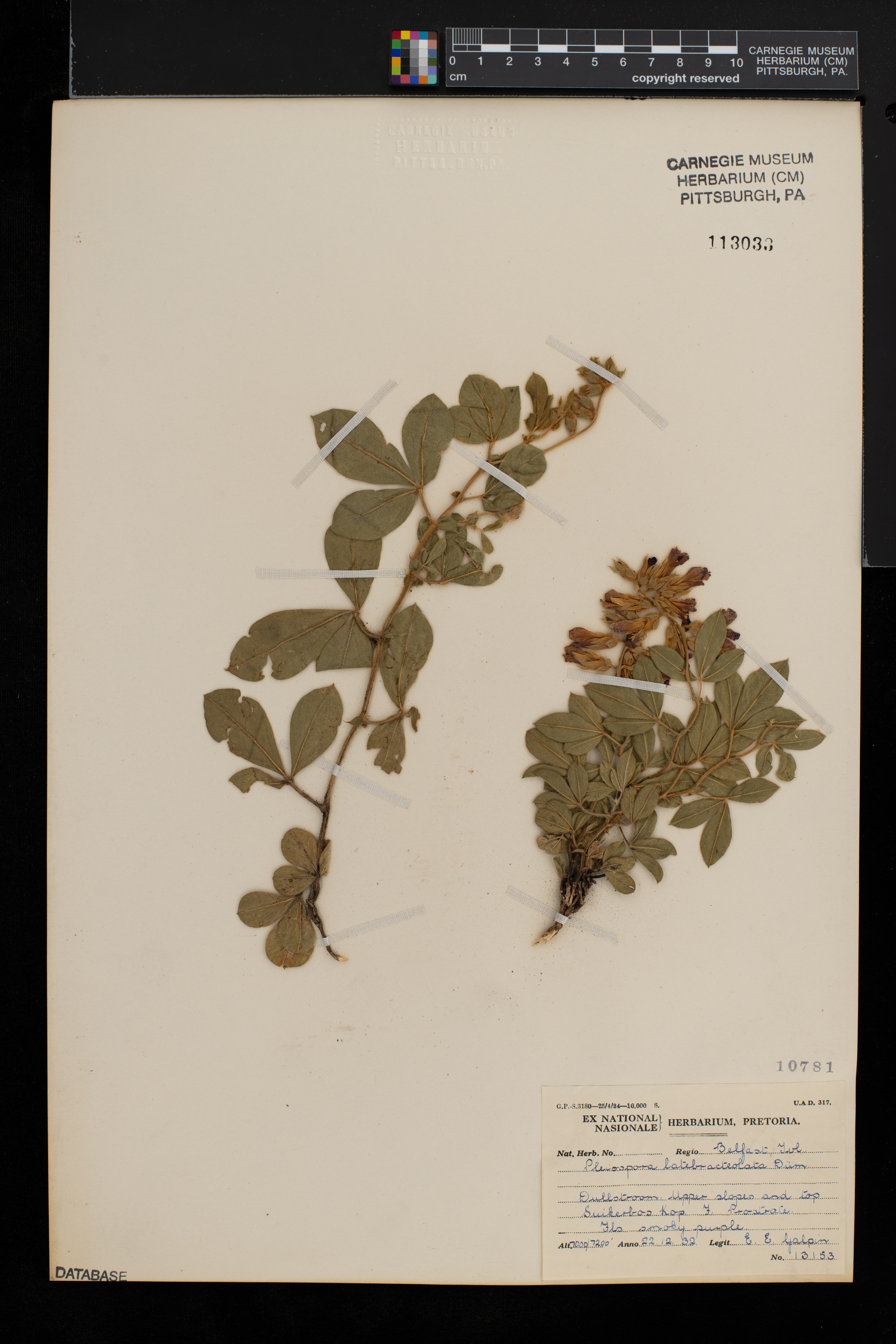 Pearsonia grandifolia subsp. latibracteolata image