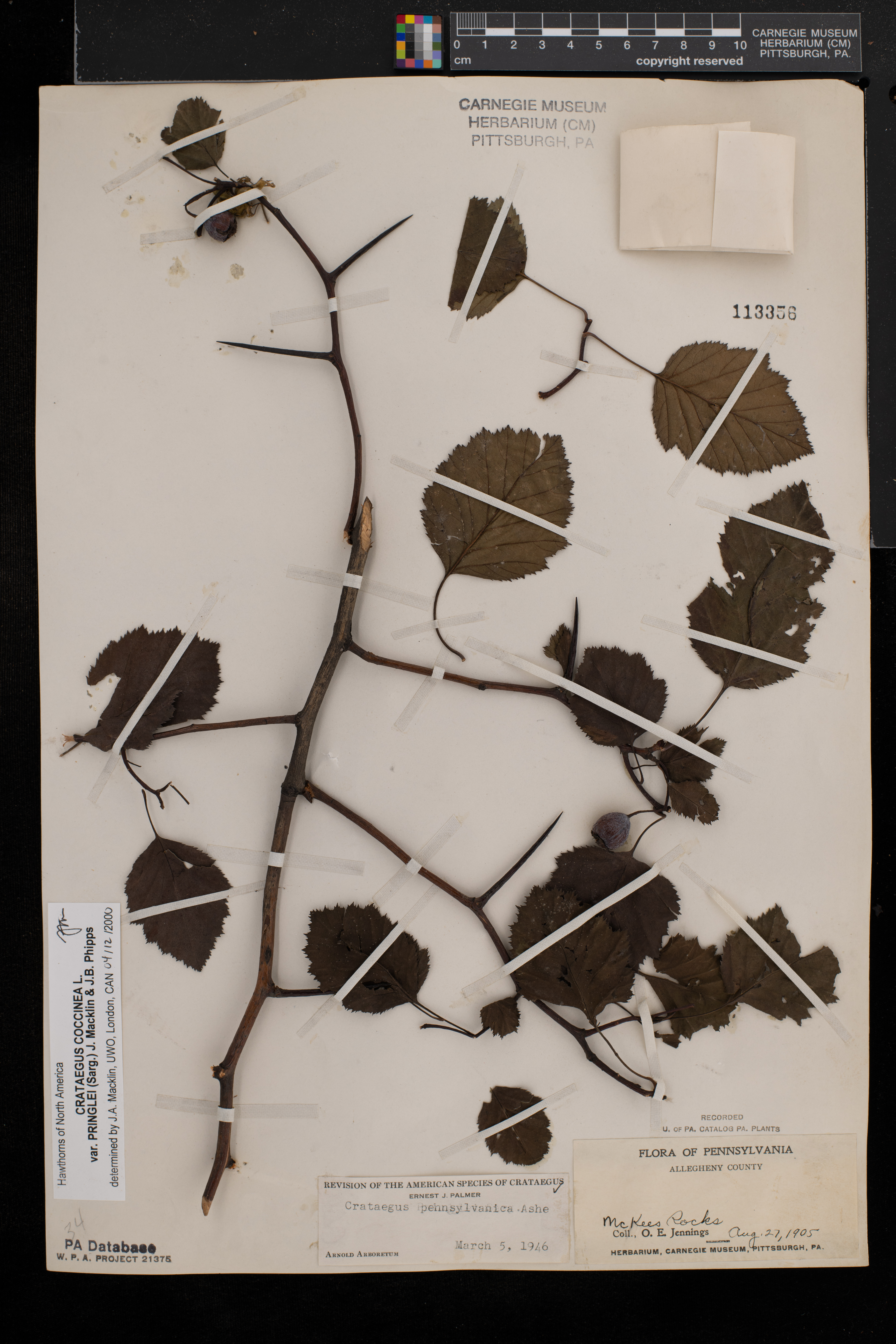 Crataegus coccinea var. pringlei image