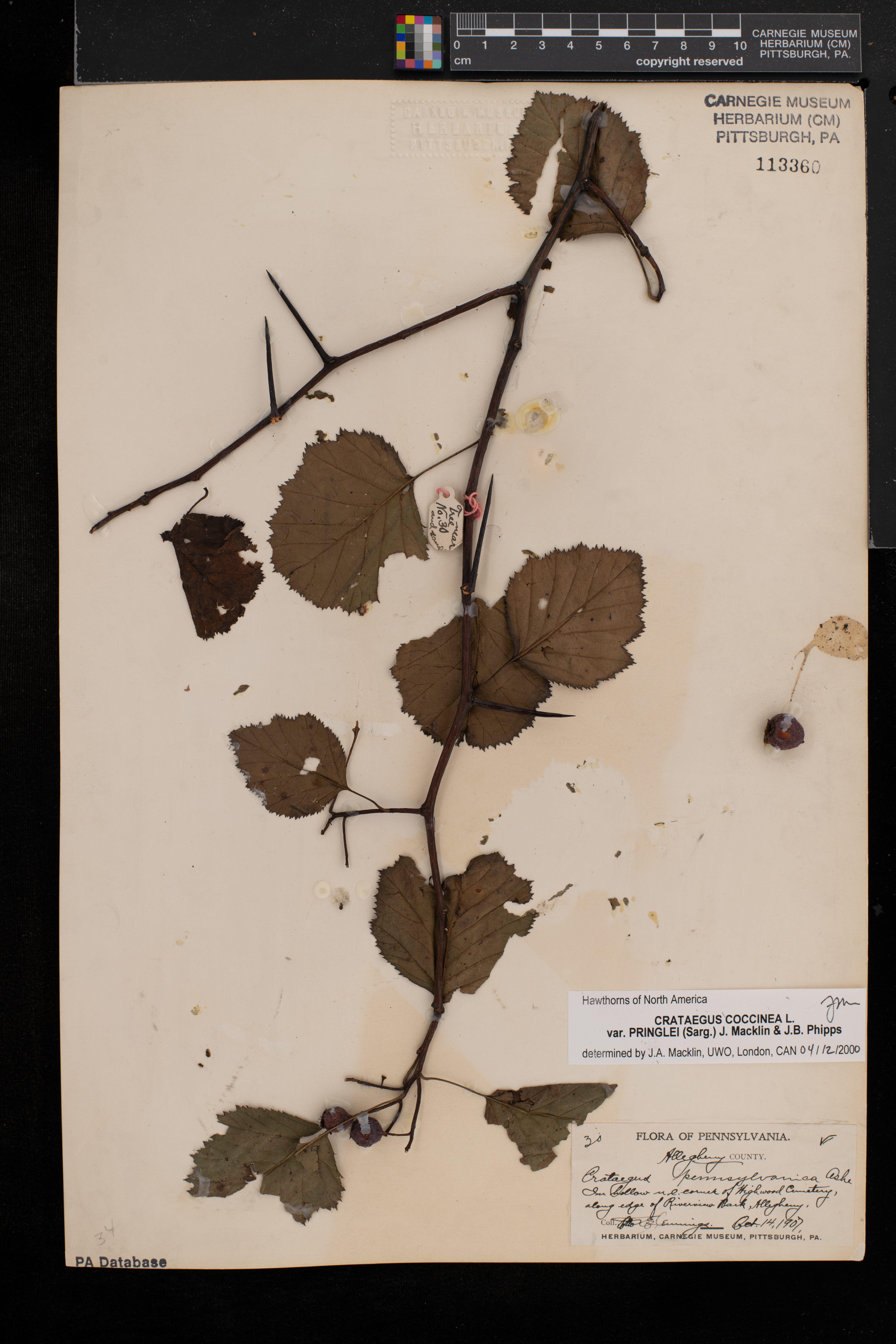 Crataegus coccinea image