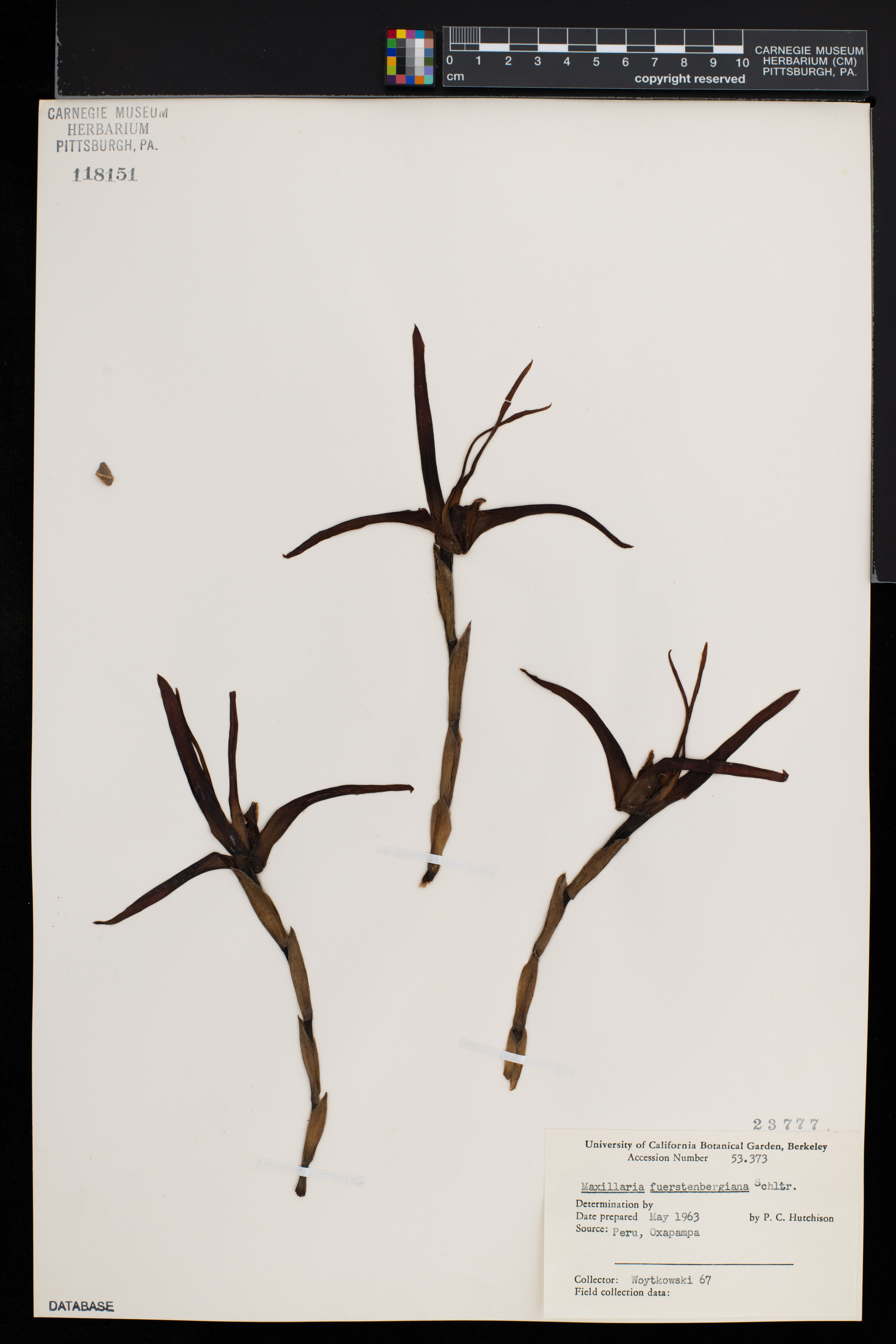 Maxillaria fuerstenbergiana image