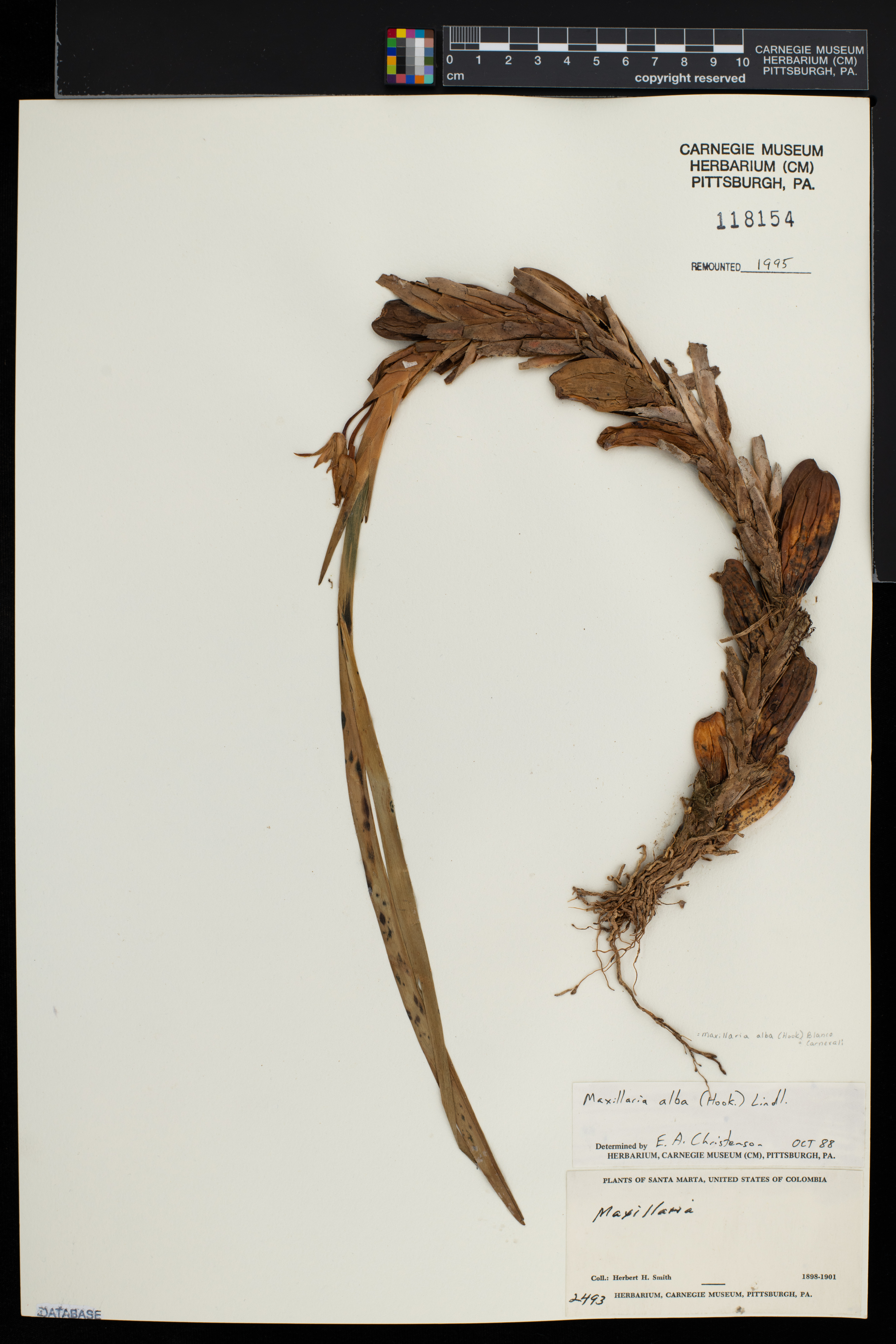 Maxillaria alba image