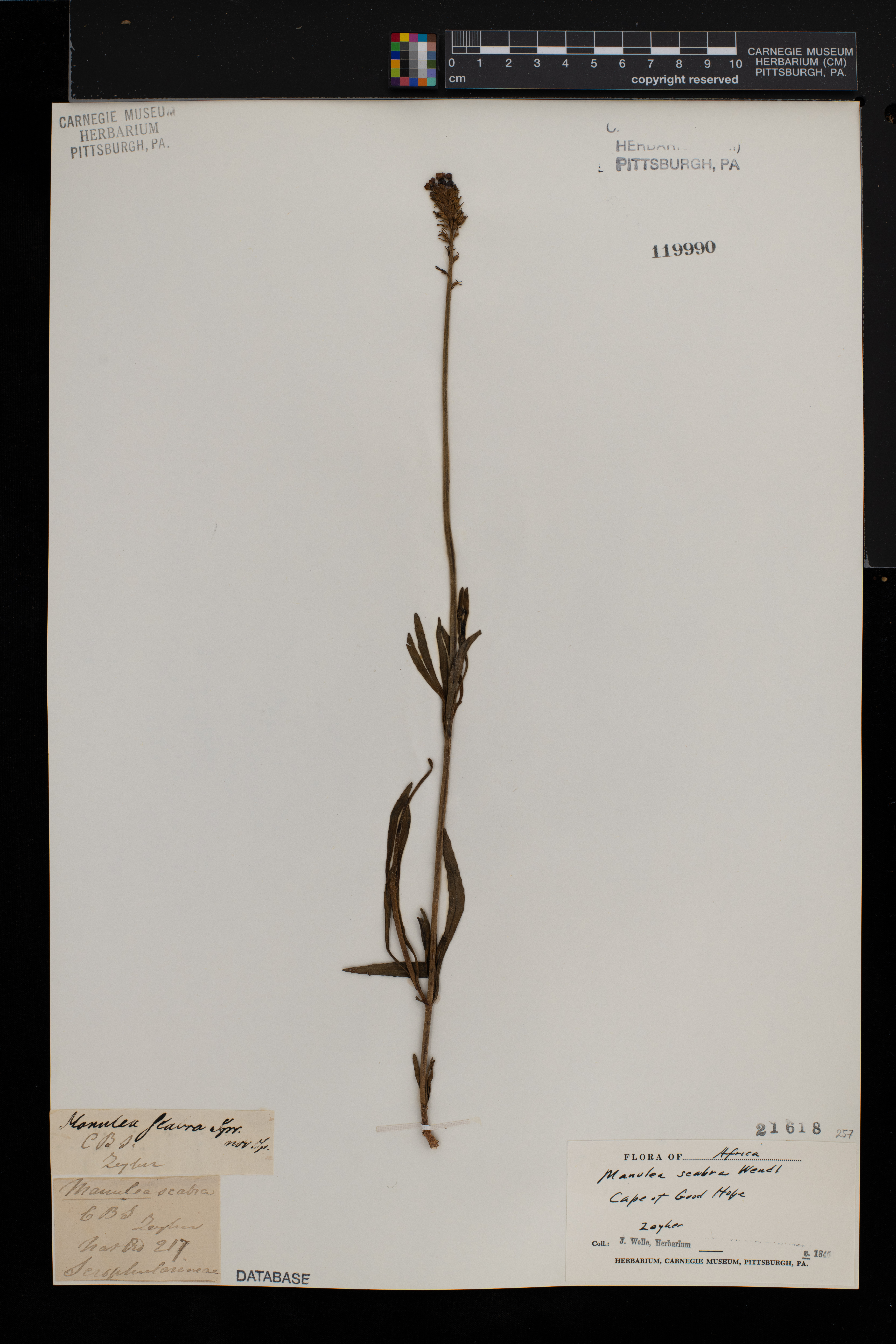 Manulea altissima subsp. altissima image