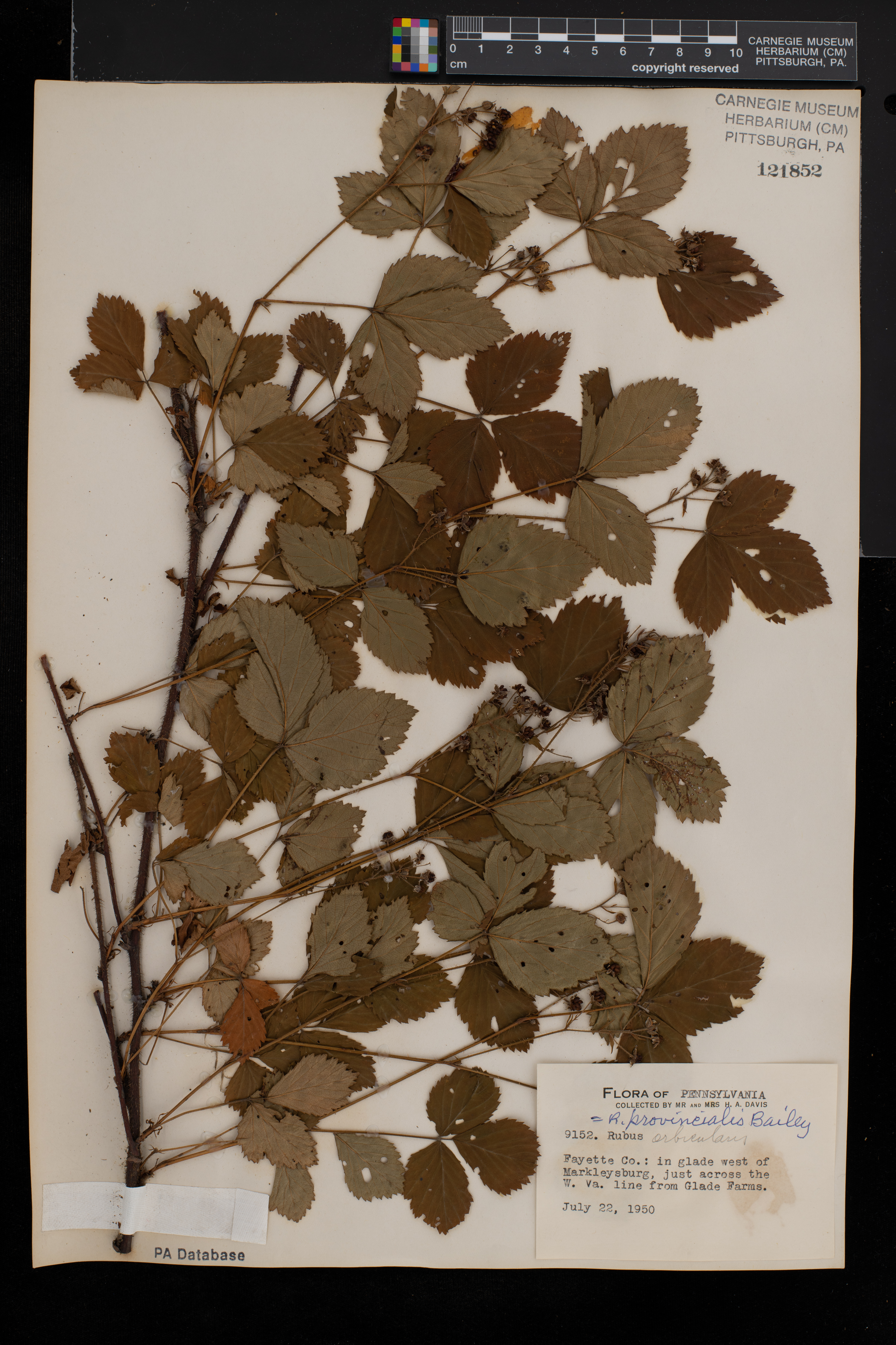 Rubus paganus image