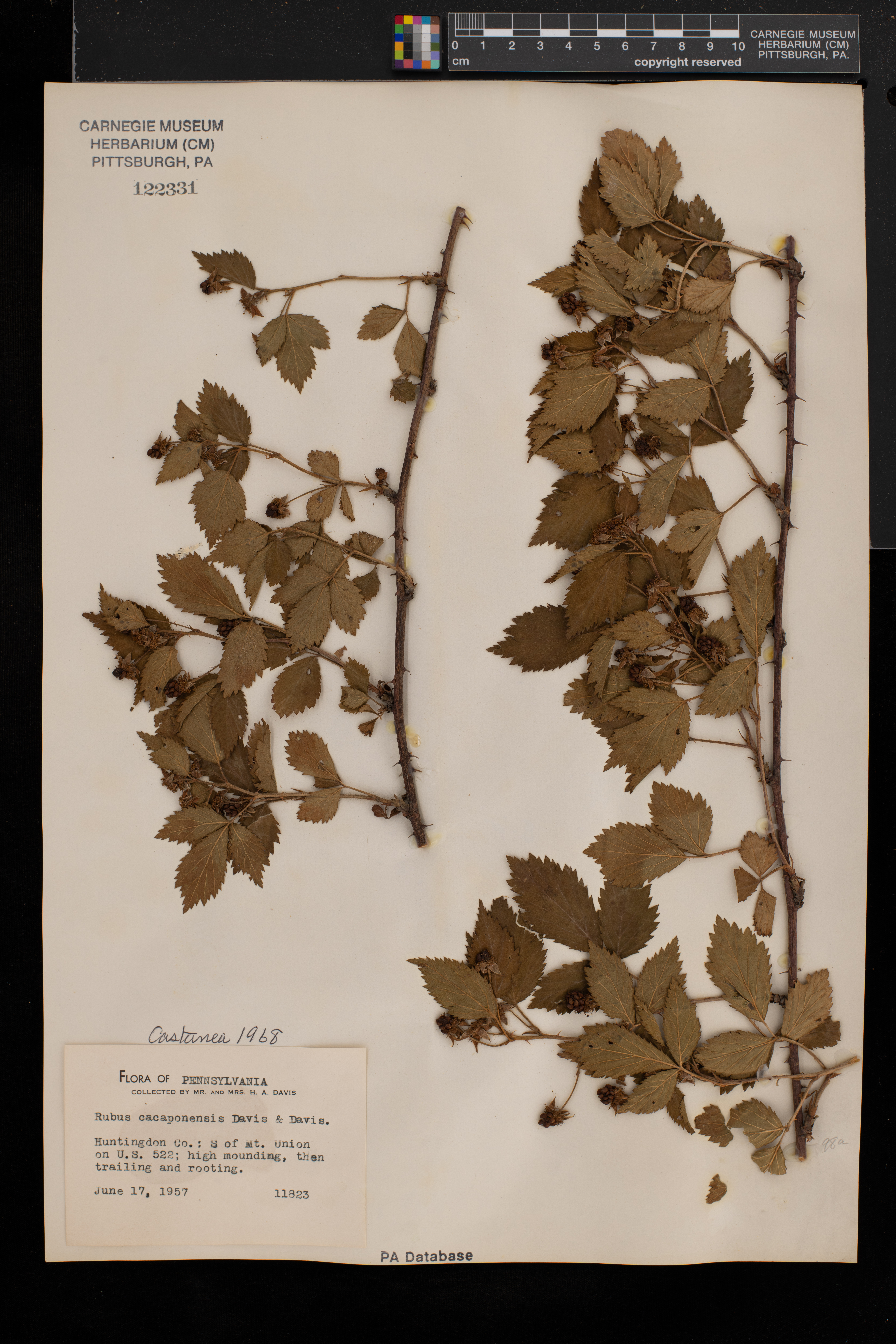 Rubus cacaponensis image