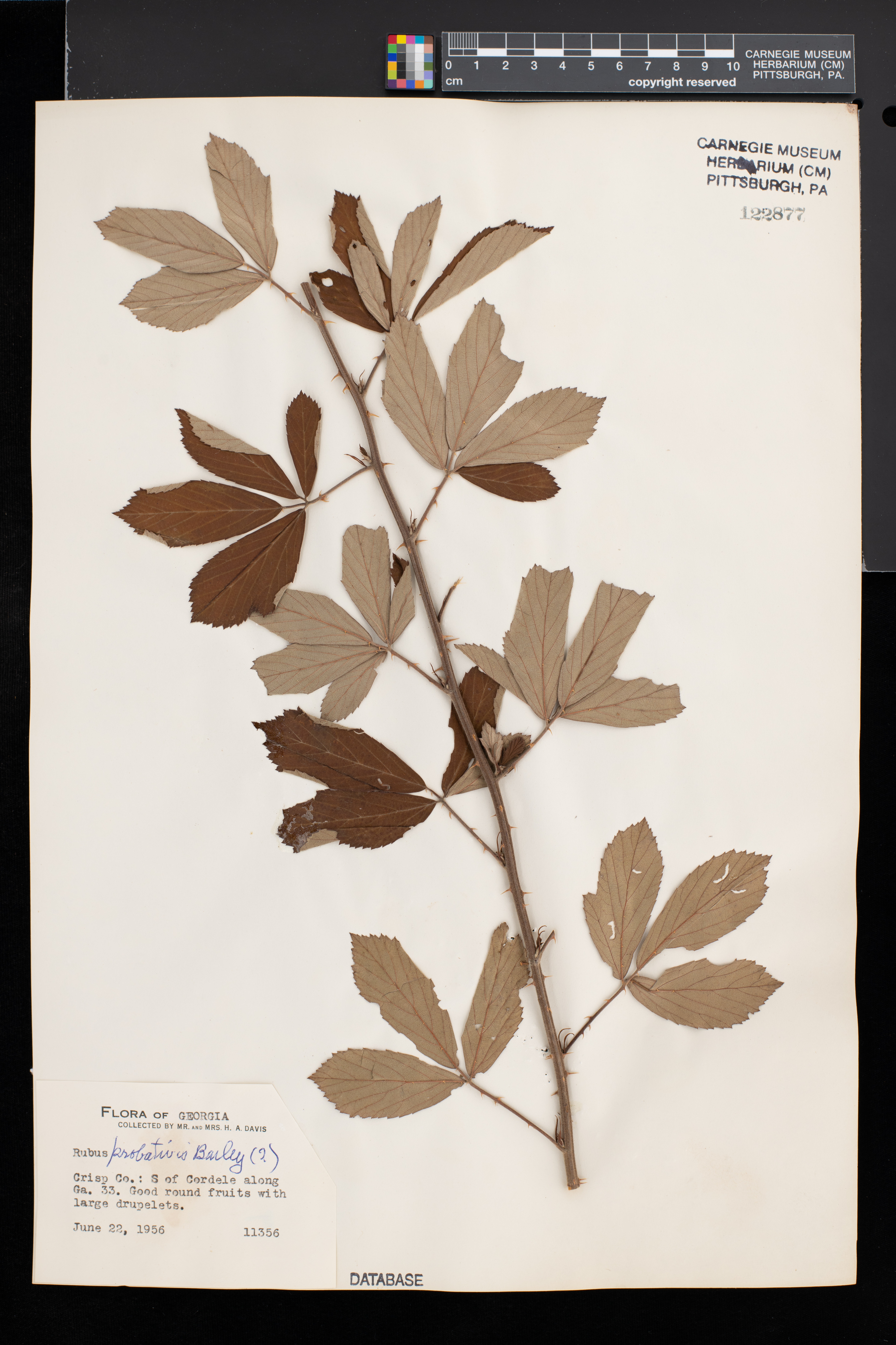 Rubus probativus image