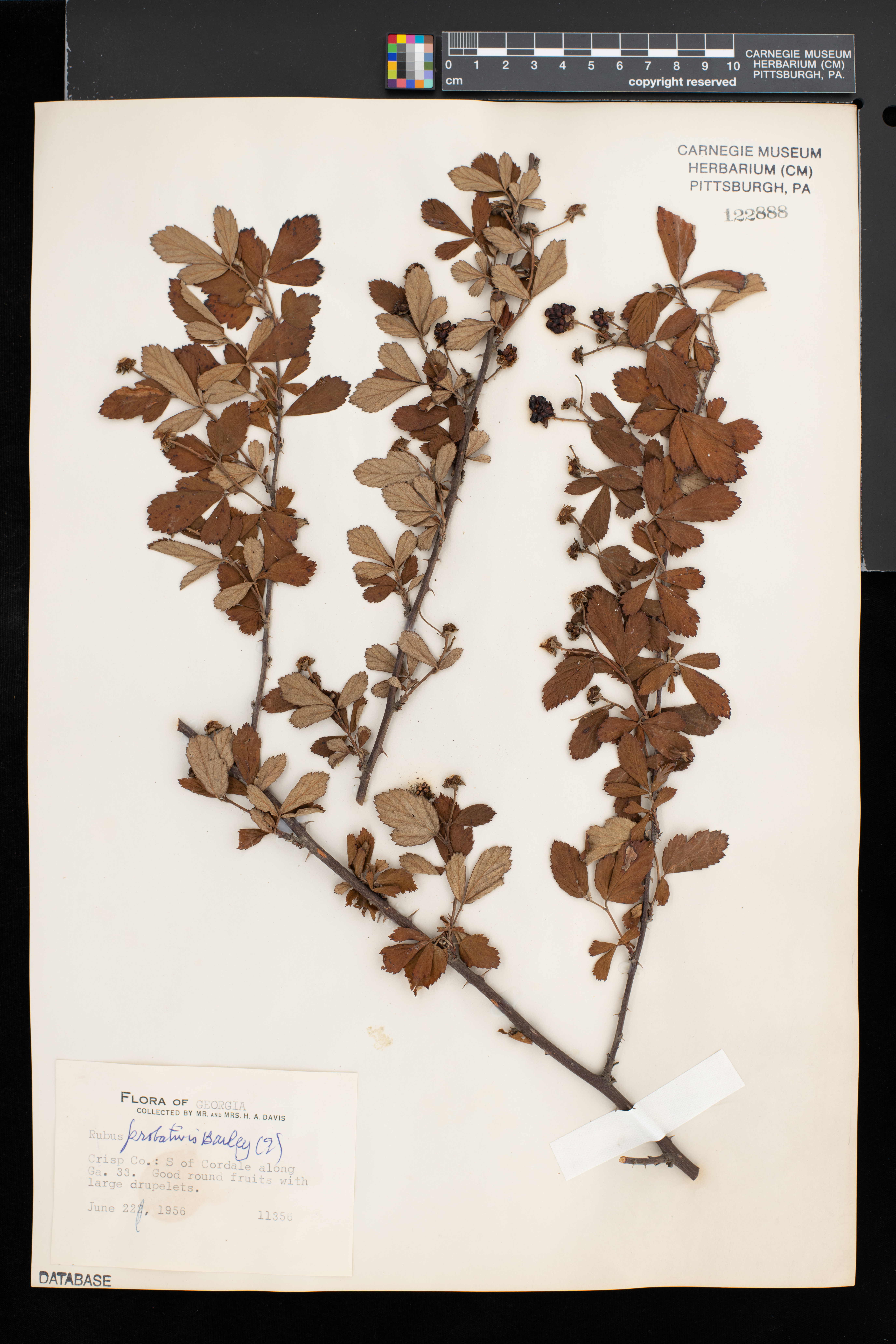 Rubus probativus image