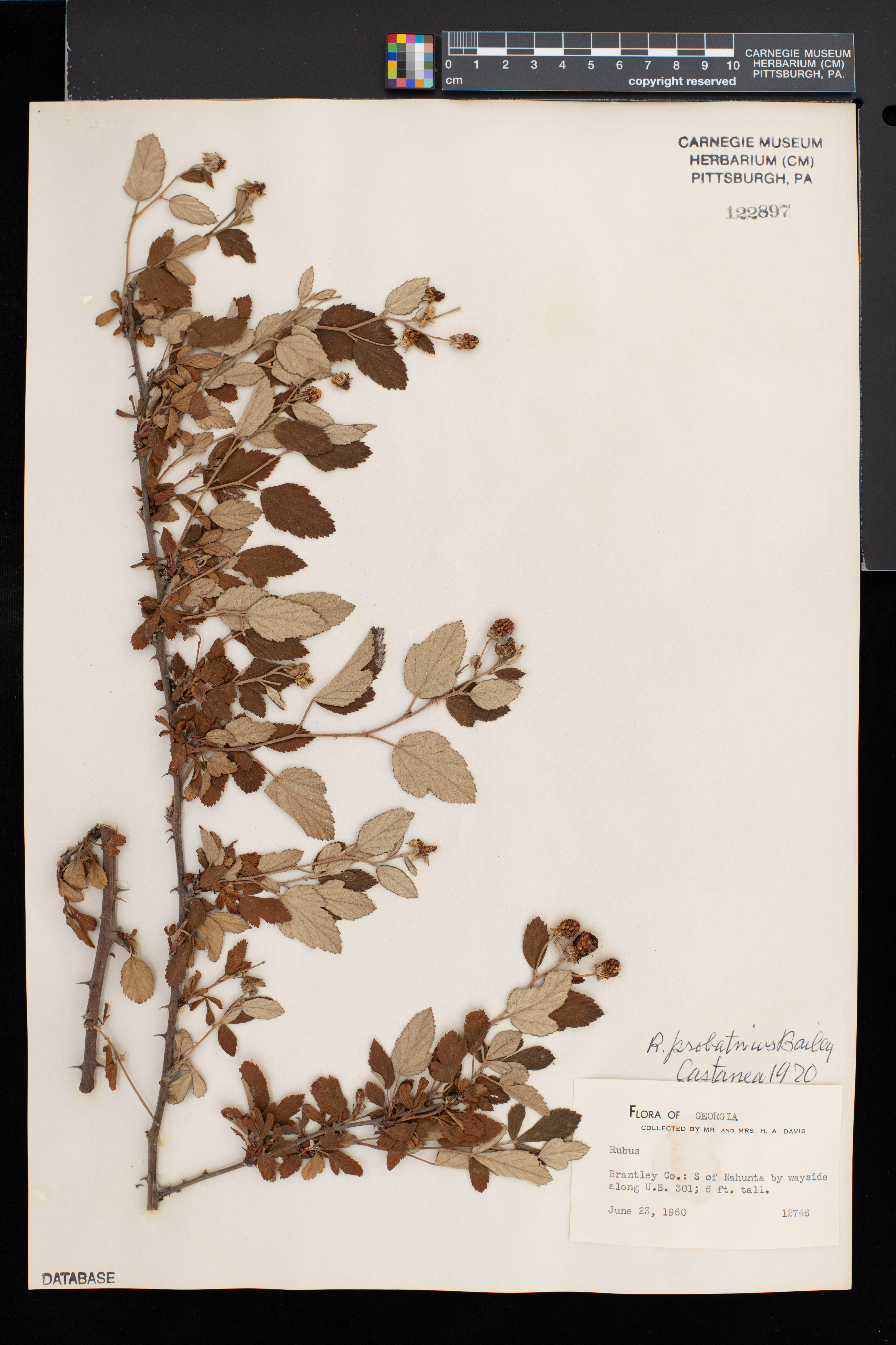 Rubus probativus image