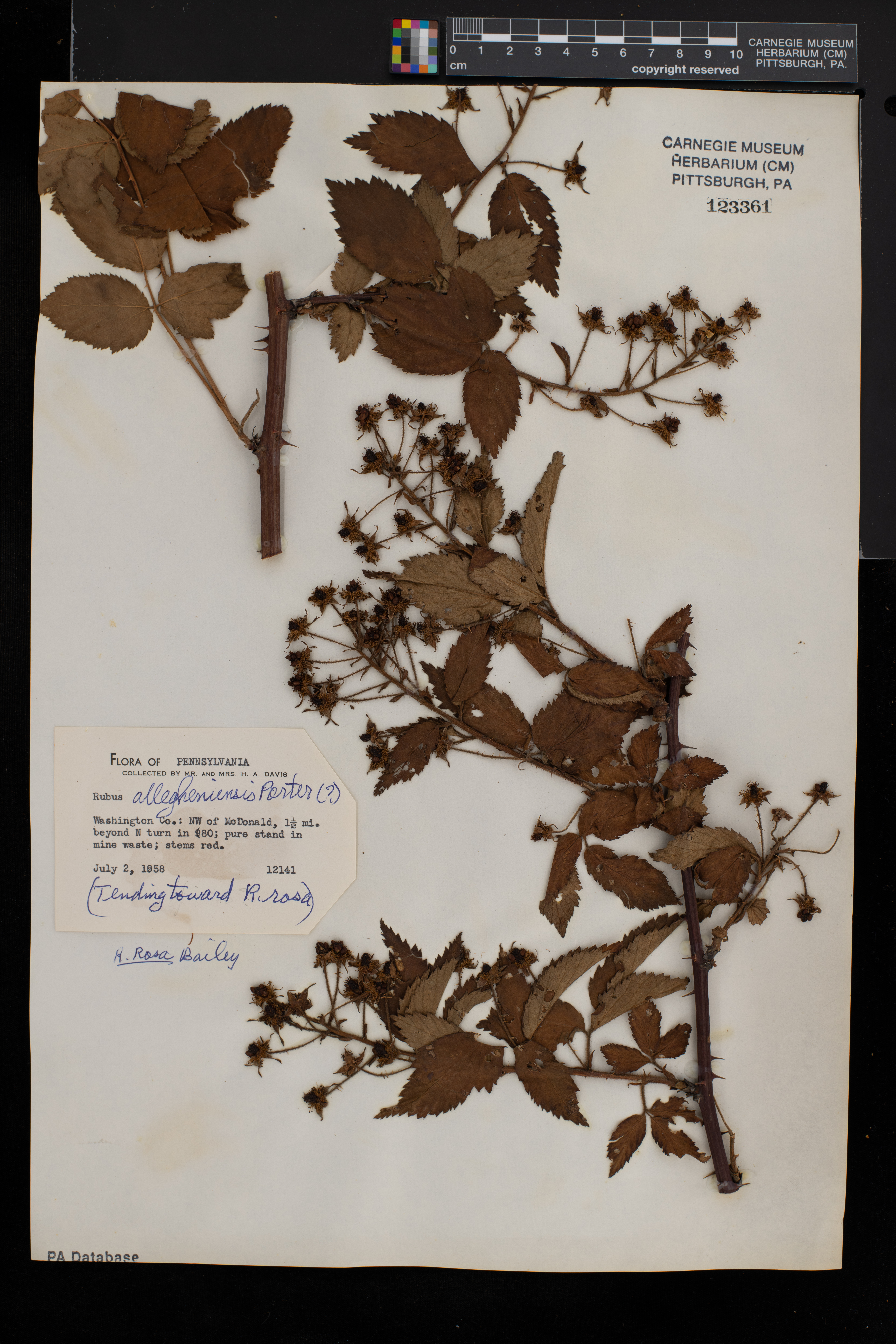 Rubus rosa image