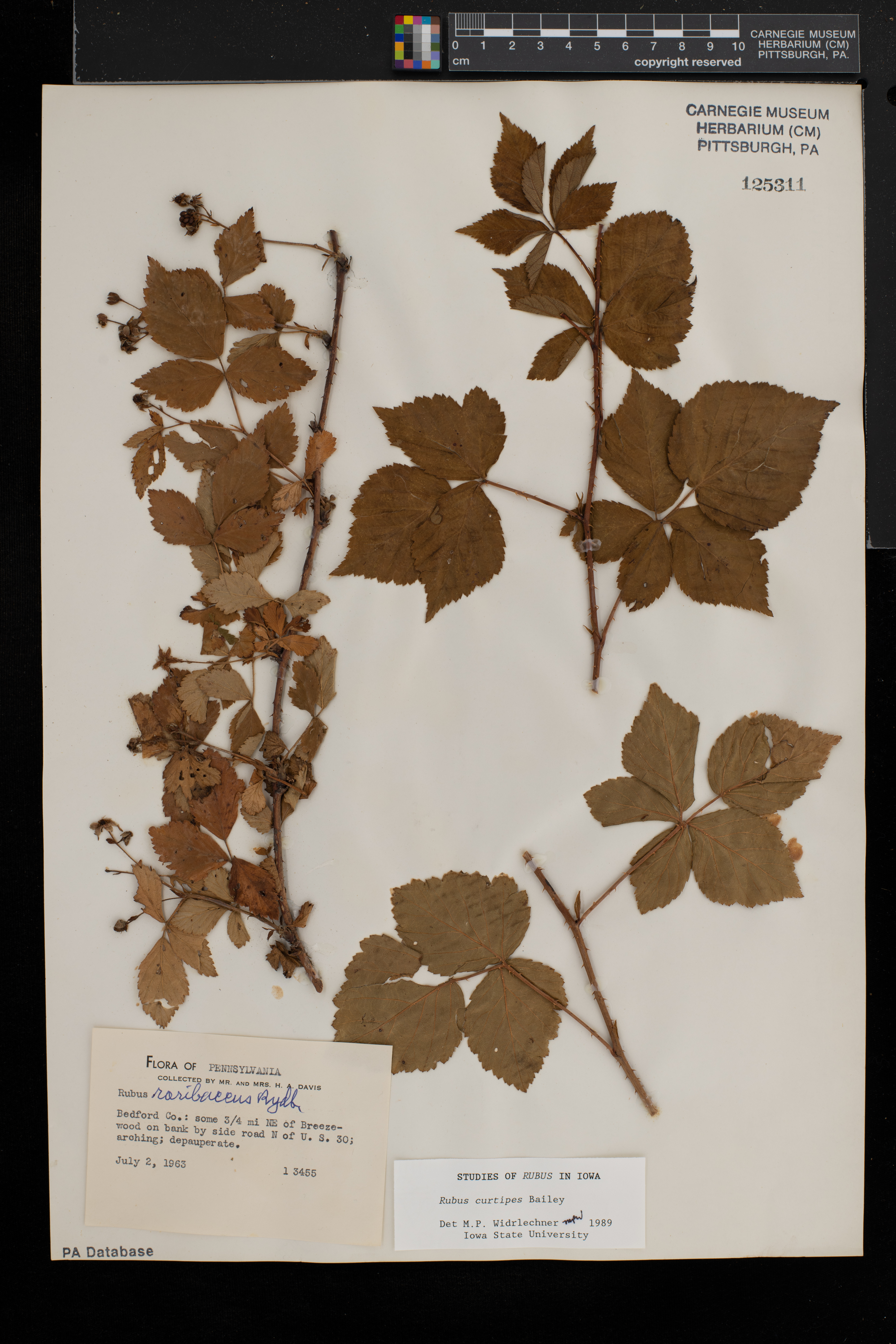 Rubus curtipes image